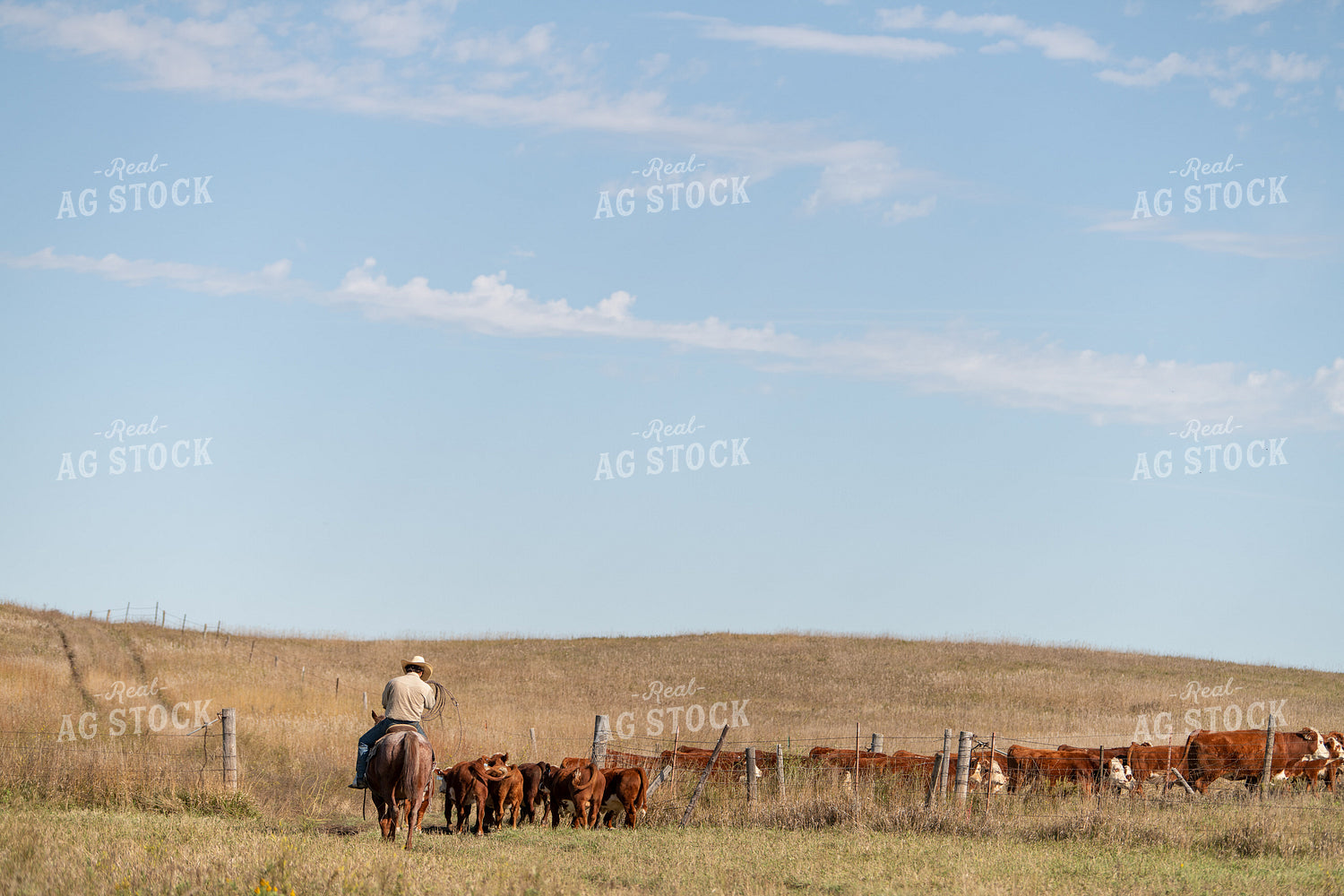 Herding Cattle 212015