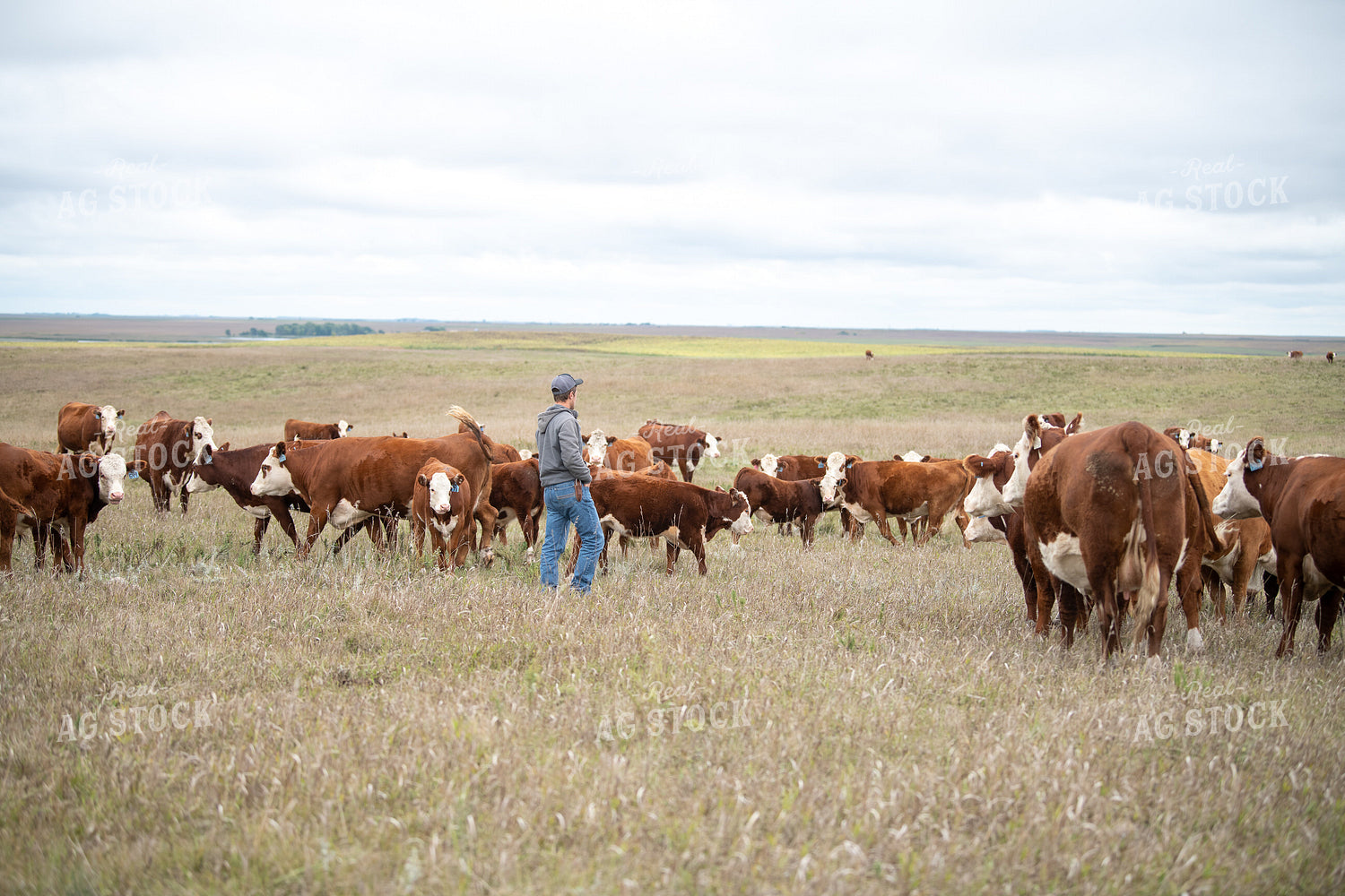 Checking Cattle 212007