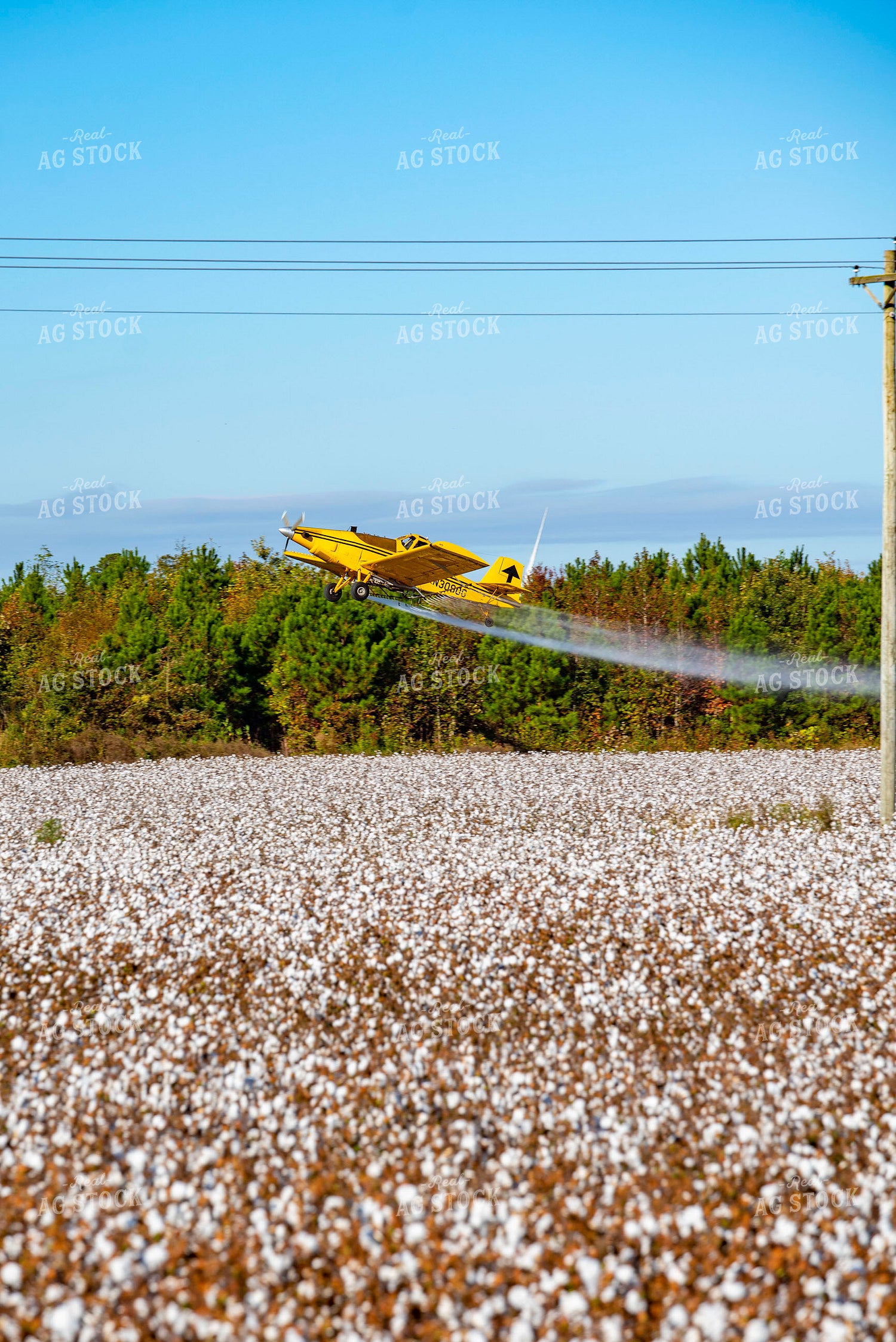 Crop Duster Spraying Cotton Field 136262