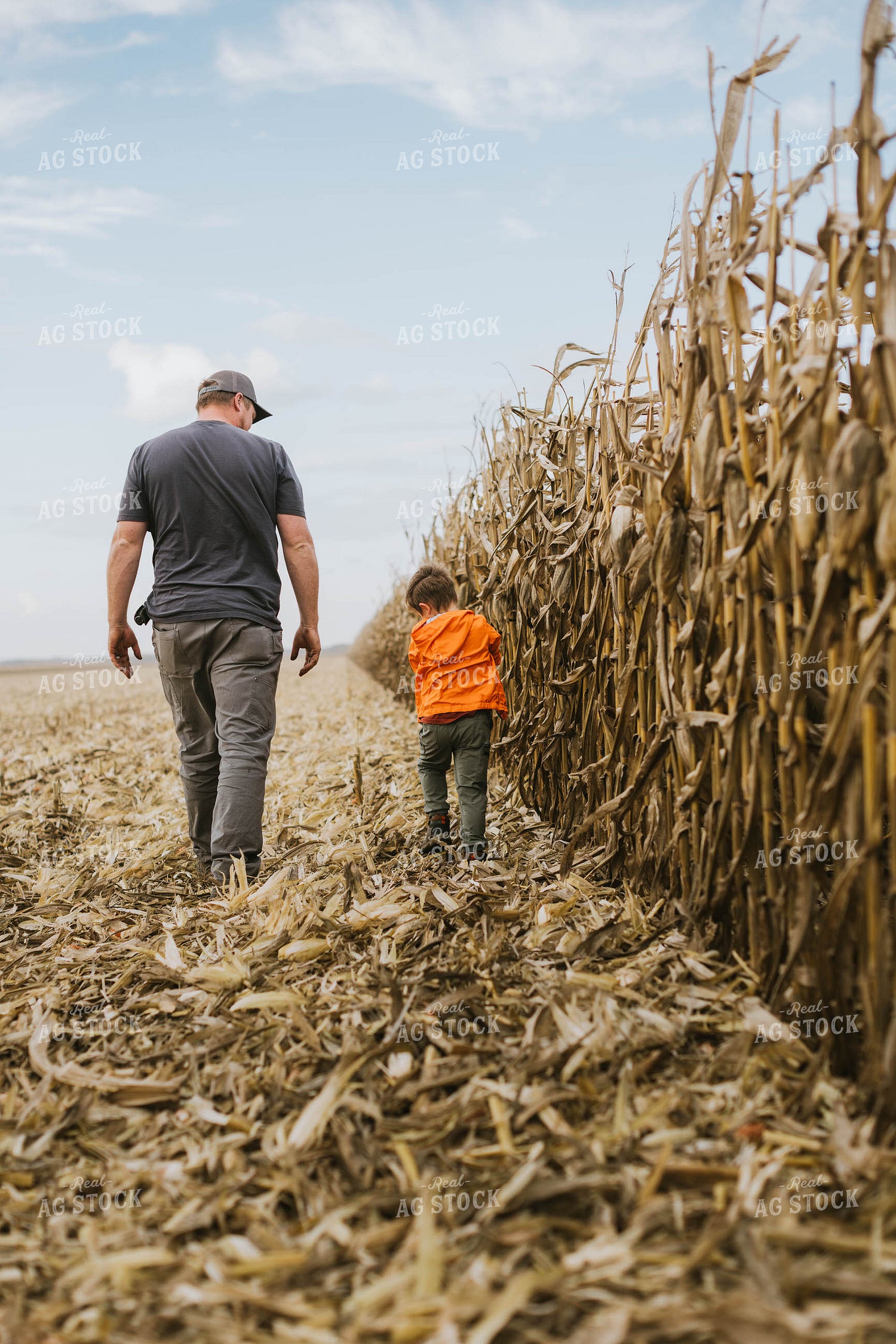 Farmer and Son Checking Corn 8534