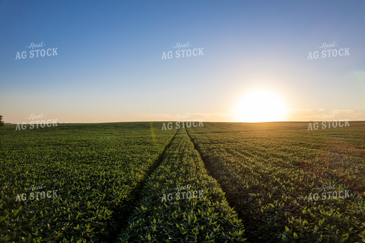 Soybean Field 92023