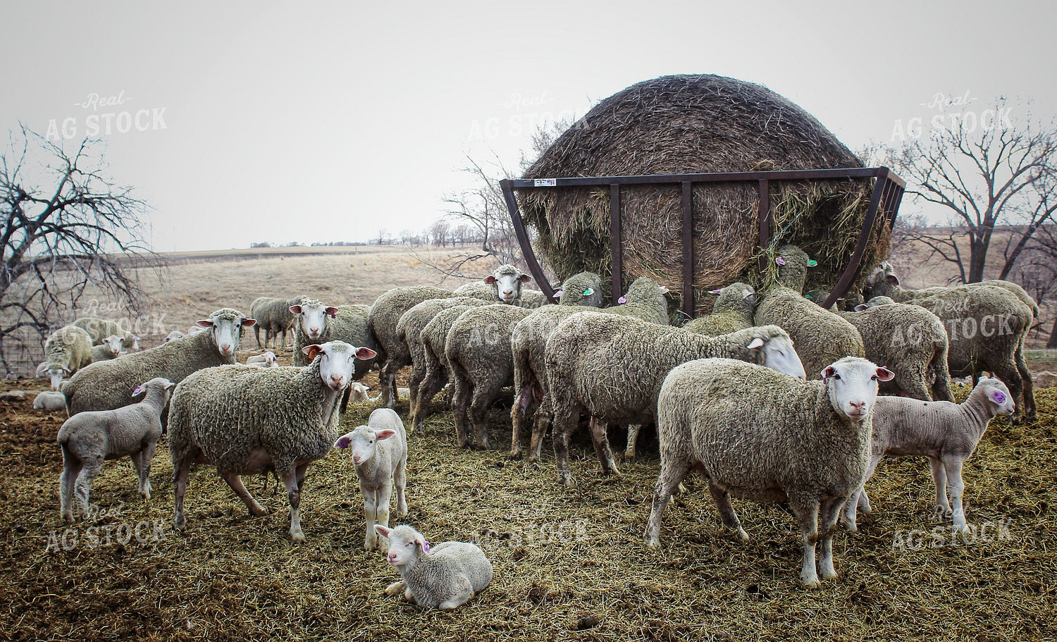Sheep 141216