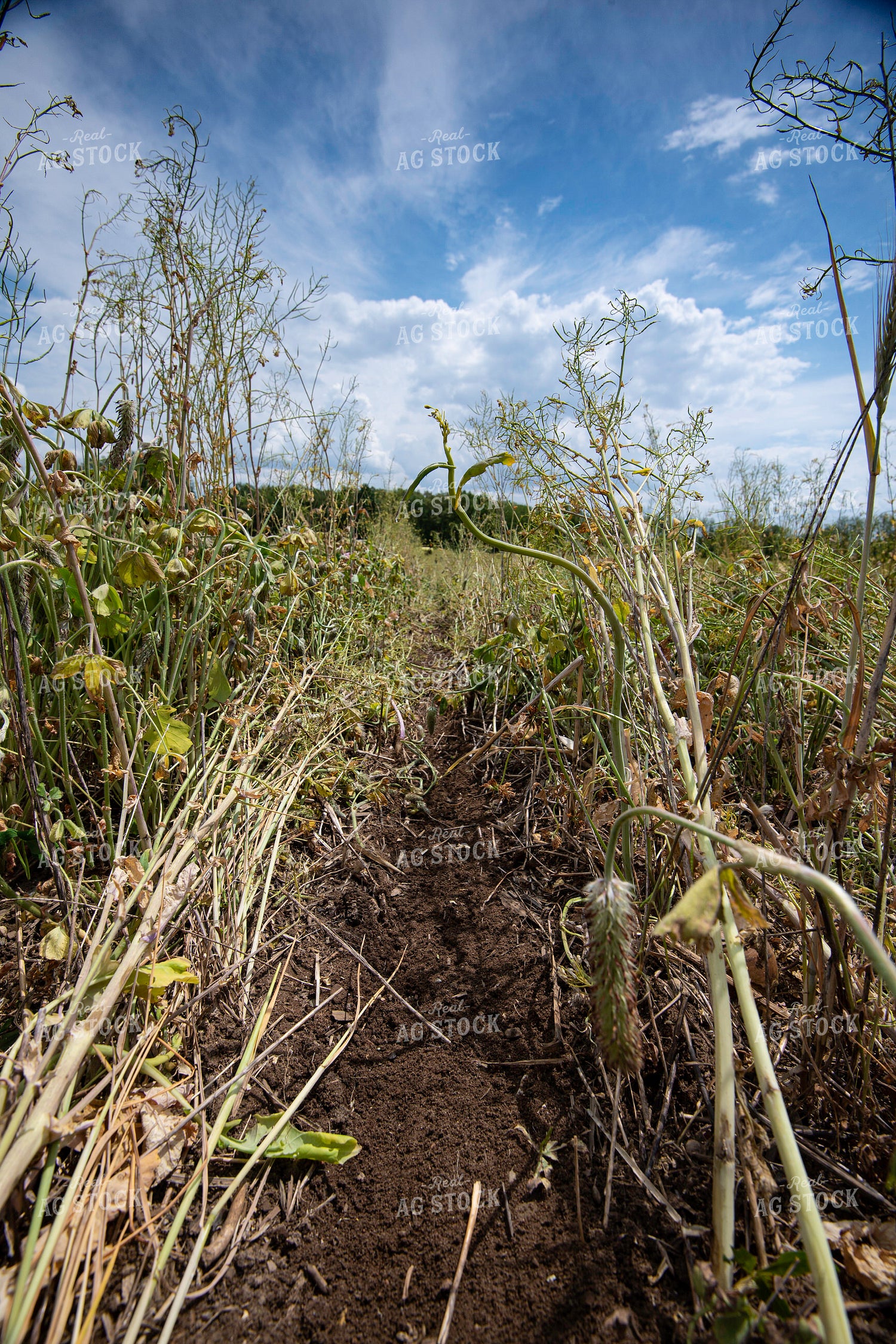 Cover Crops with Planted Row 168056