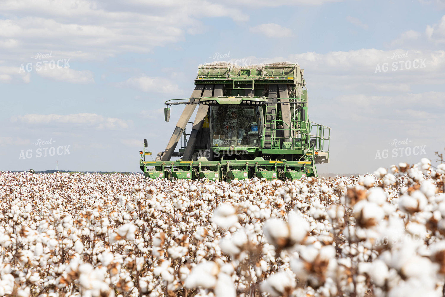 Cotton Harvest 79741