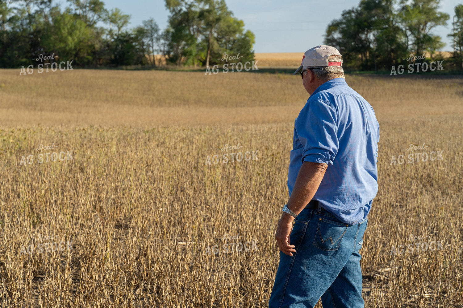 Farmer in Hail Damaged Soybean Field 65075