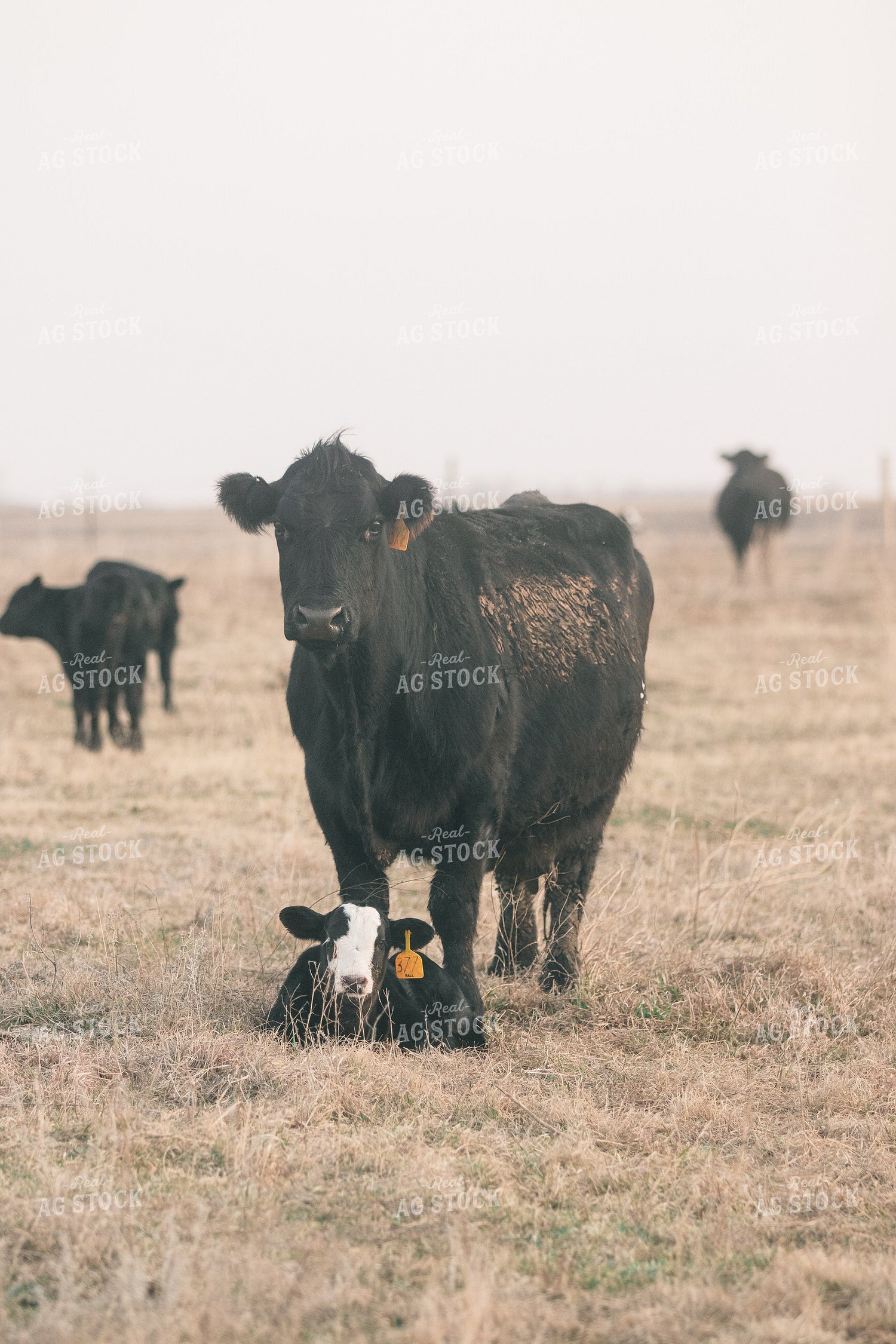 Angus Cow and Calf 72031