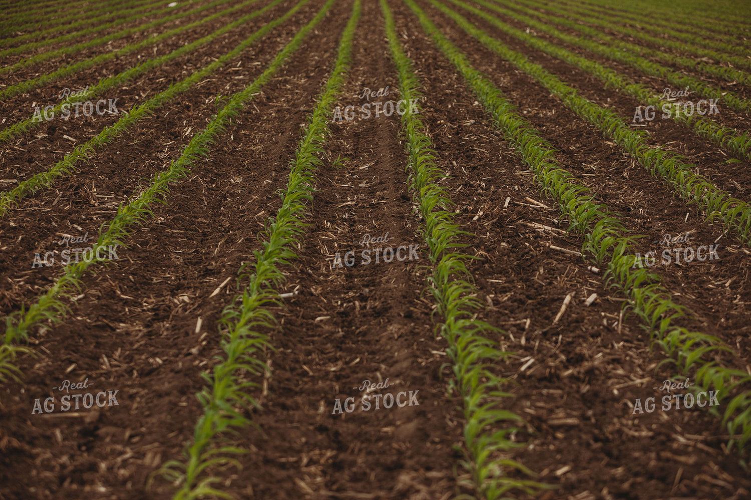 Side Dressing Fertilizer in Corn Field 5743