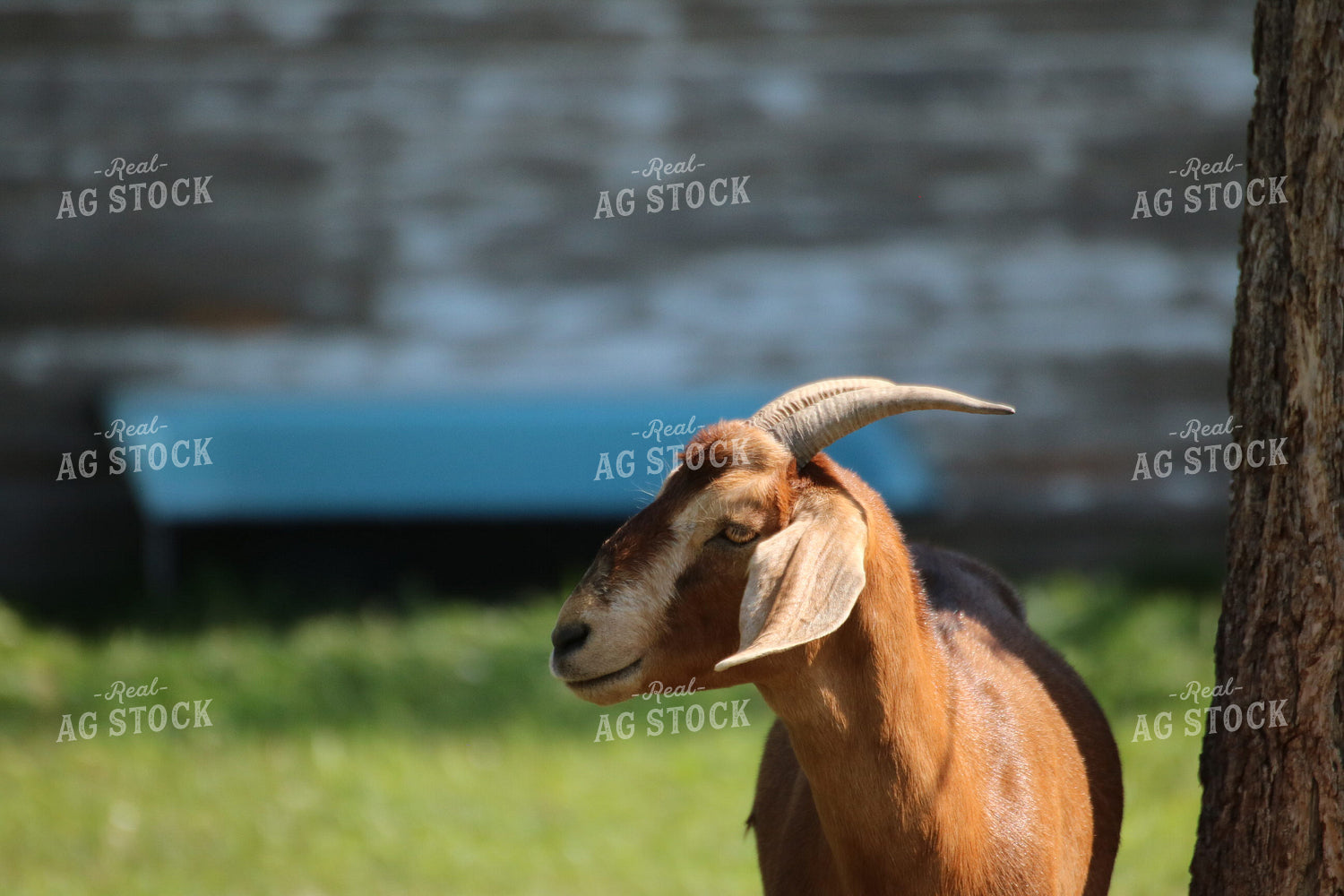 Goat in Farmyard 82018