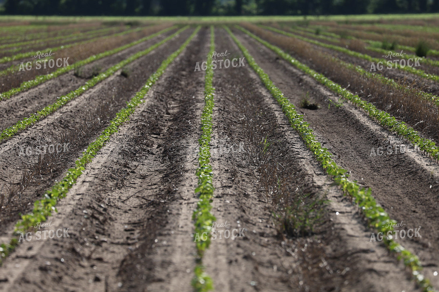 Early Growth Cotton 265009