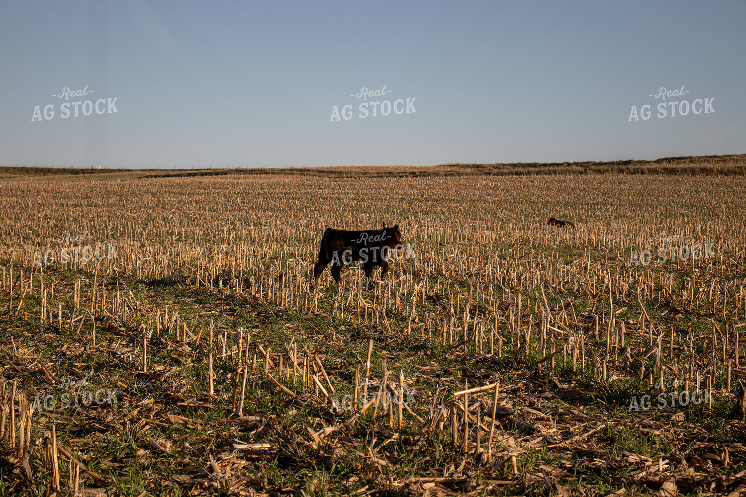 Angus Cattle Grazing on Cover Crops 67060