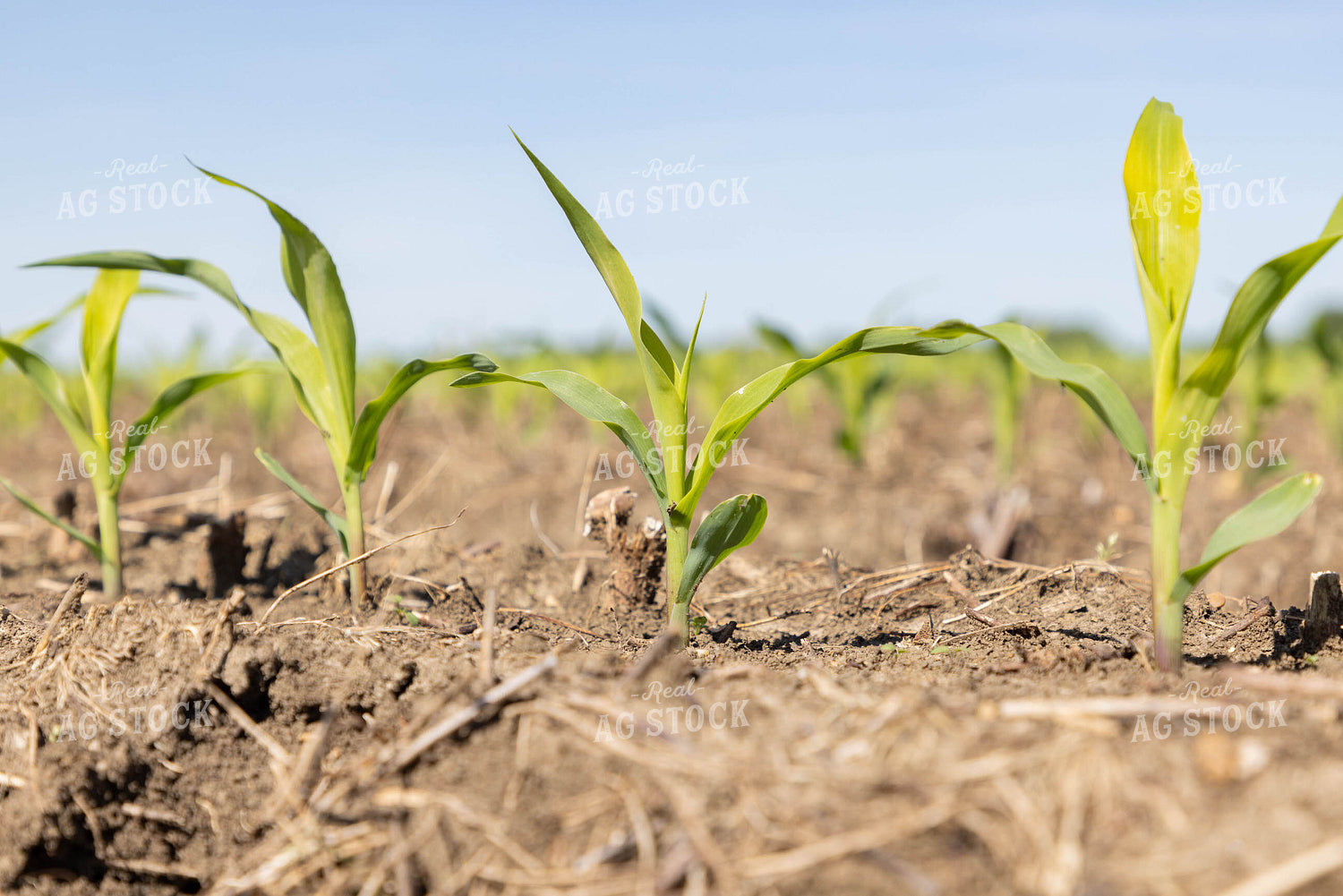 Early Growth Corn 79622