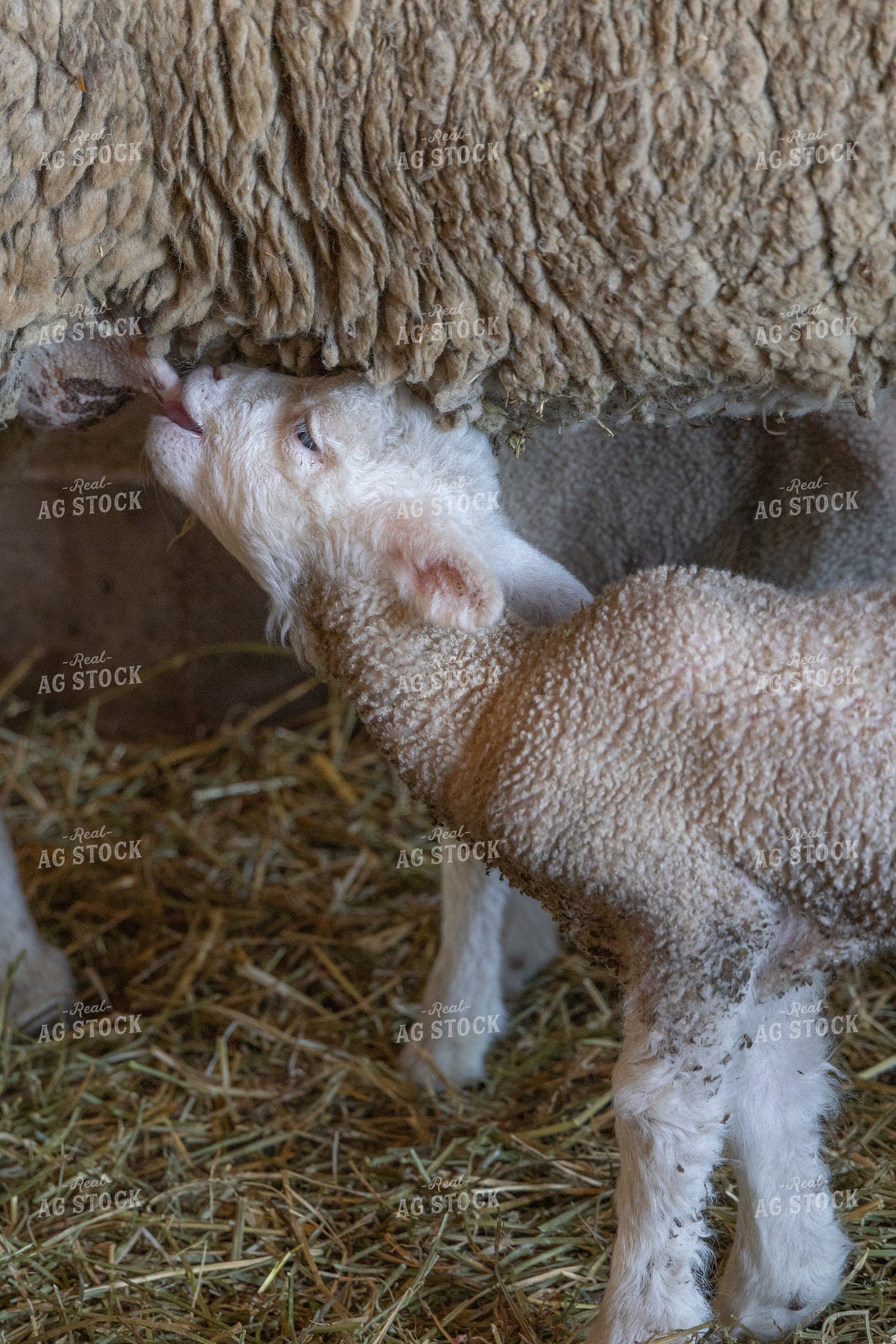 Ewe Nursing Lamb 124010
