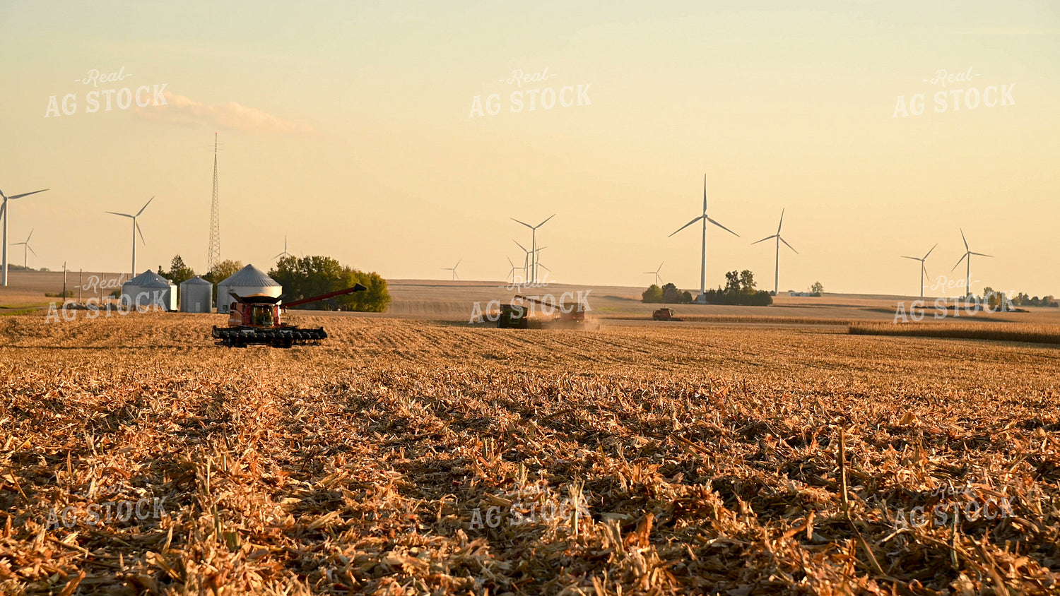 Three Combines Harvesting Corn 25778