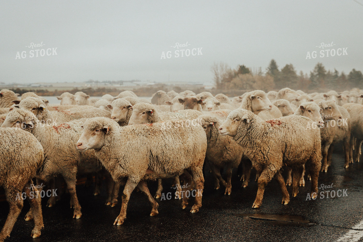 Sheep Crossing Road 83103
