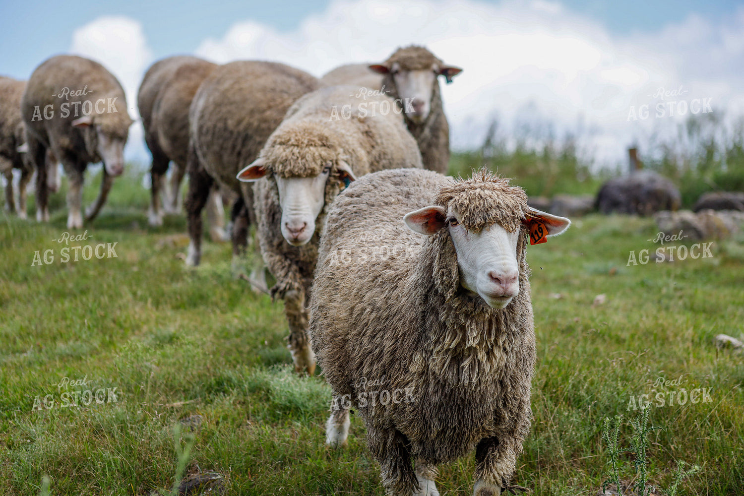 Sheep 261009