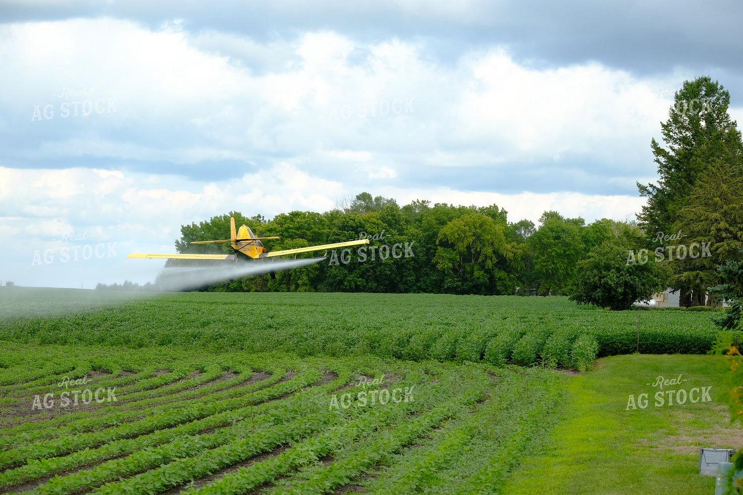 Crop Duster Spraying Soybean Field 154097