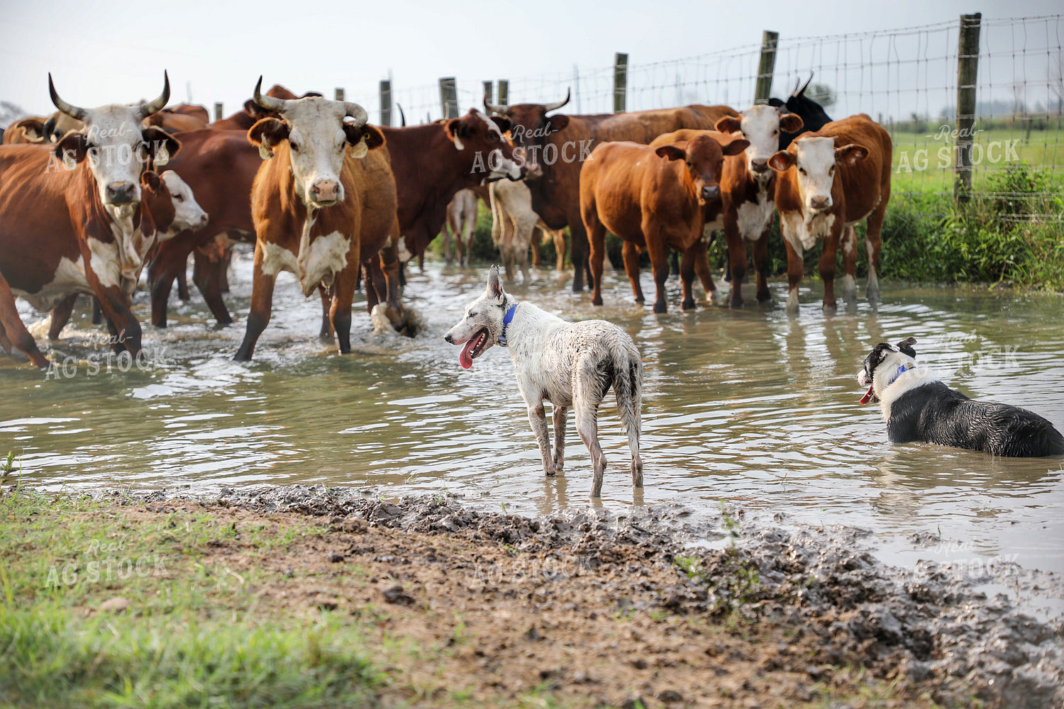 Herding Dog Working Cattle 210013