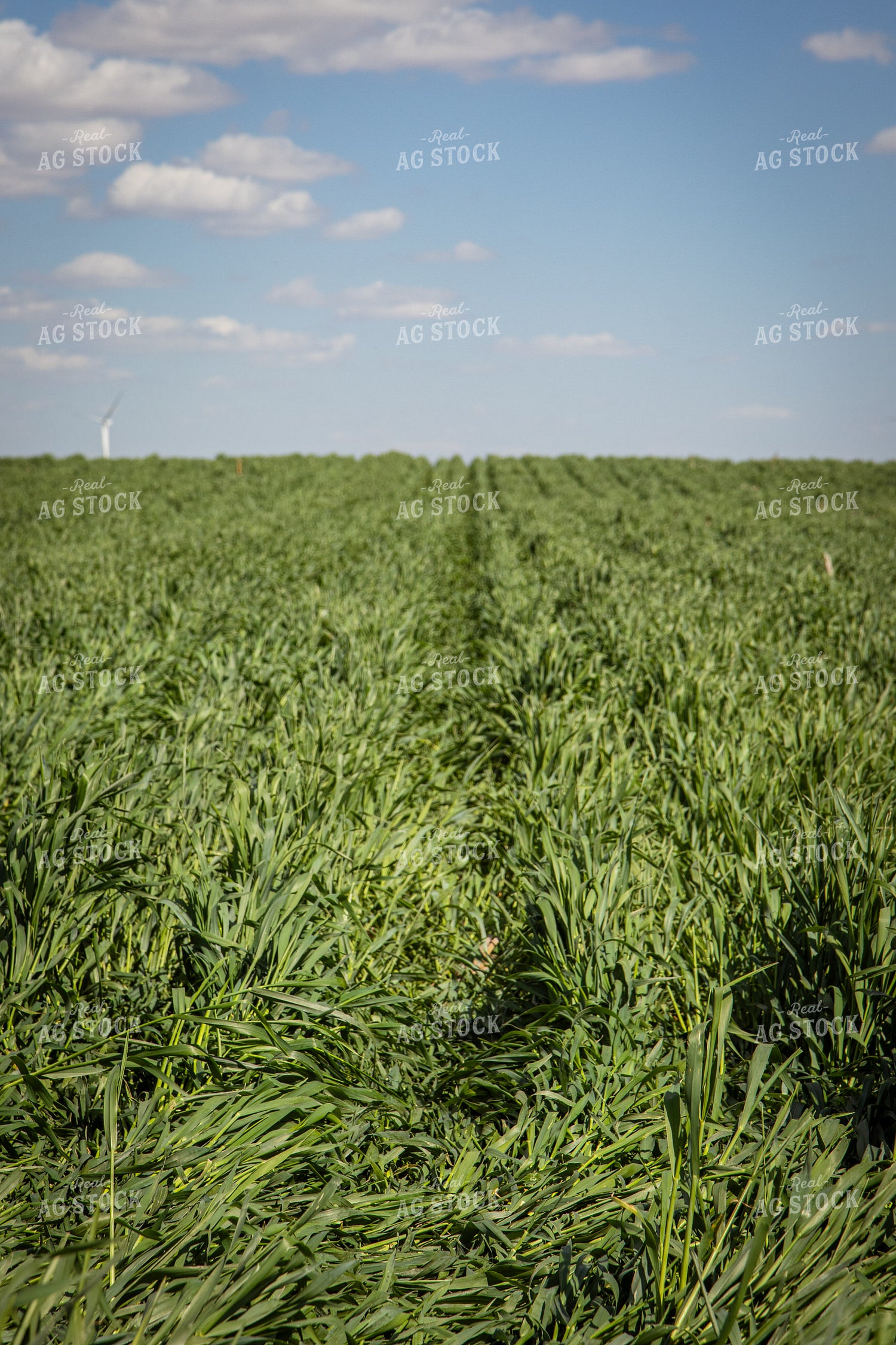 Cover Crops 67695
