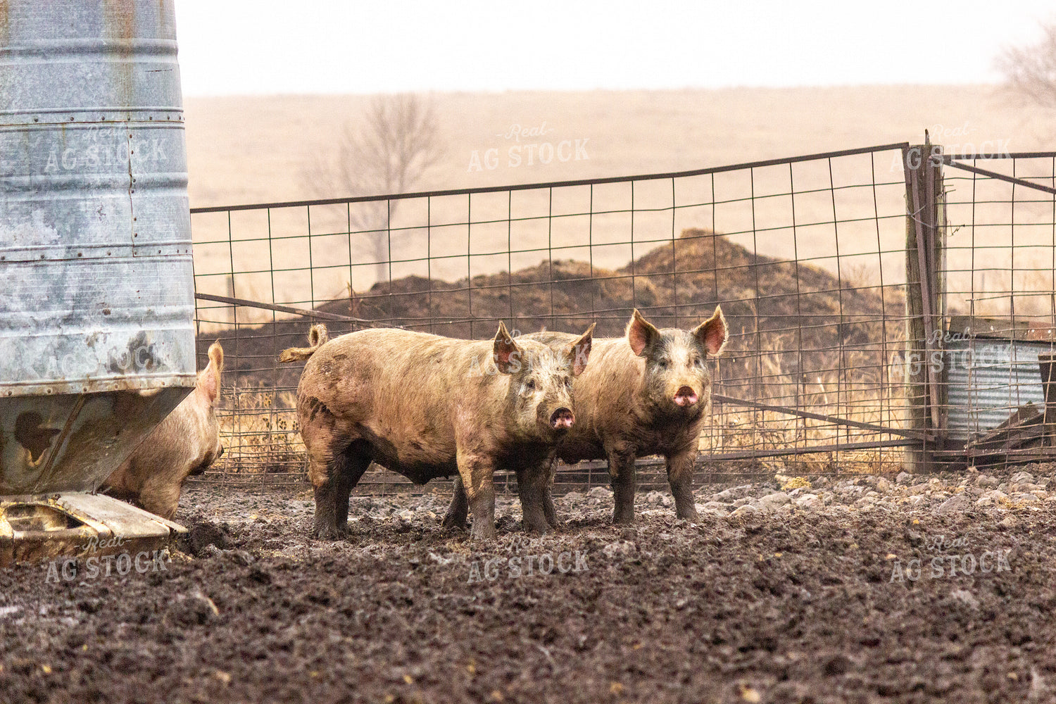 Pigs 155106