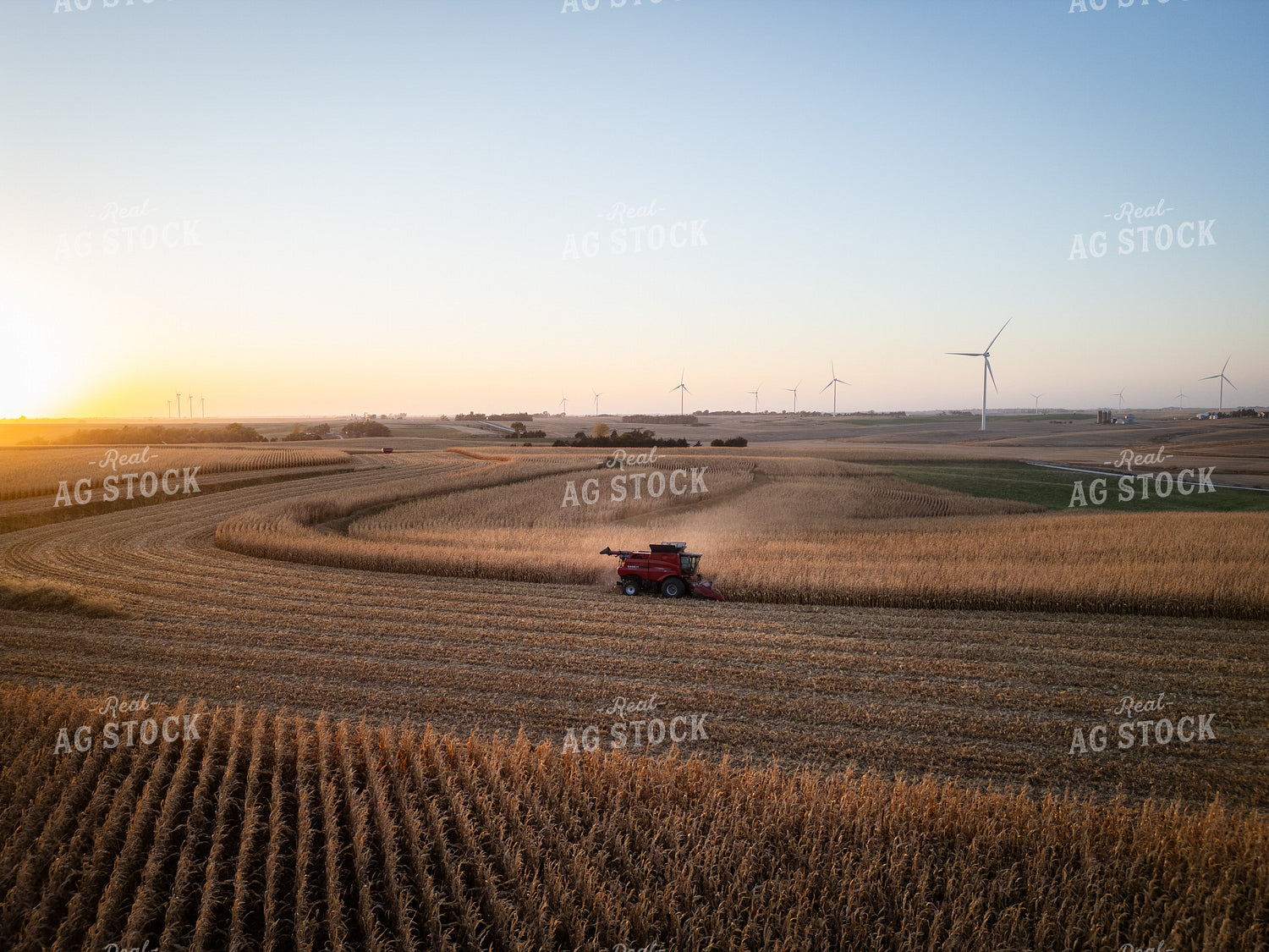 Corn Harvest 67968
