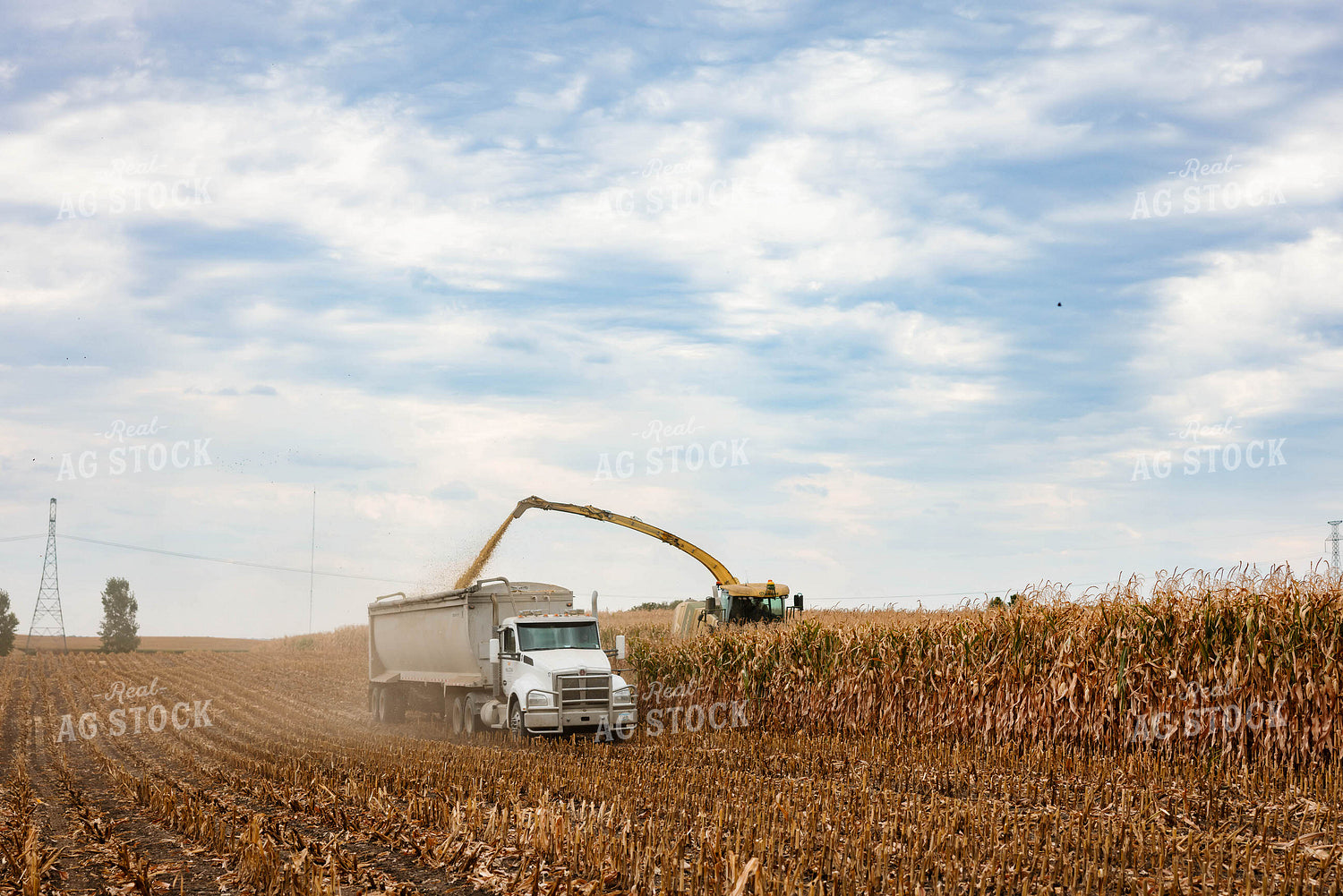 Silage Harvest 152308