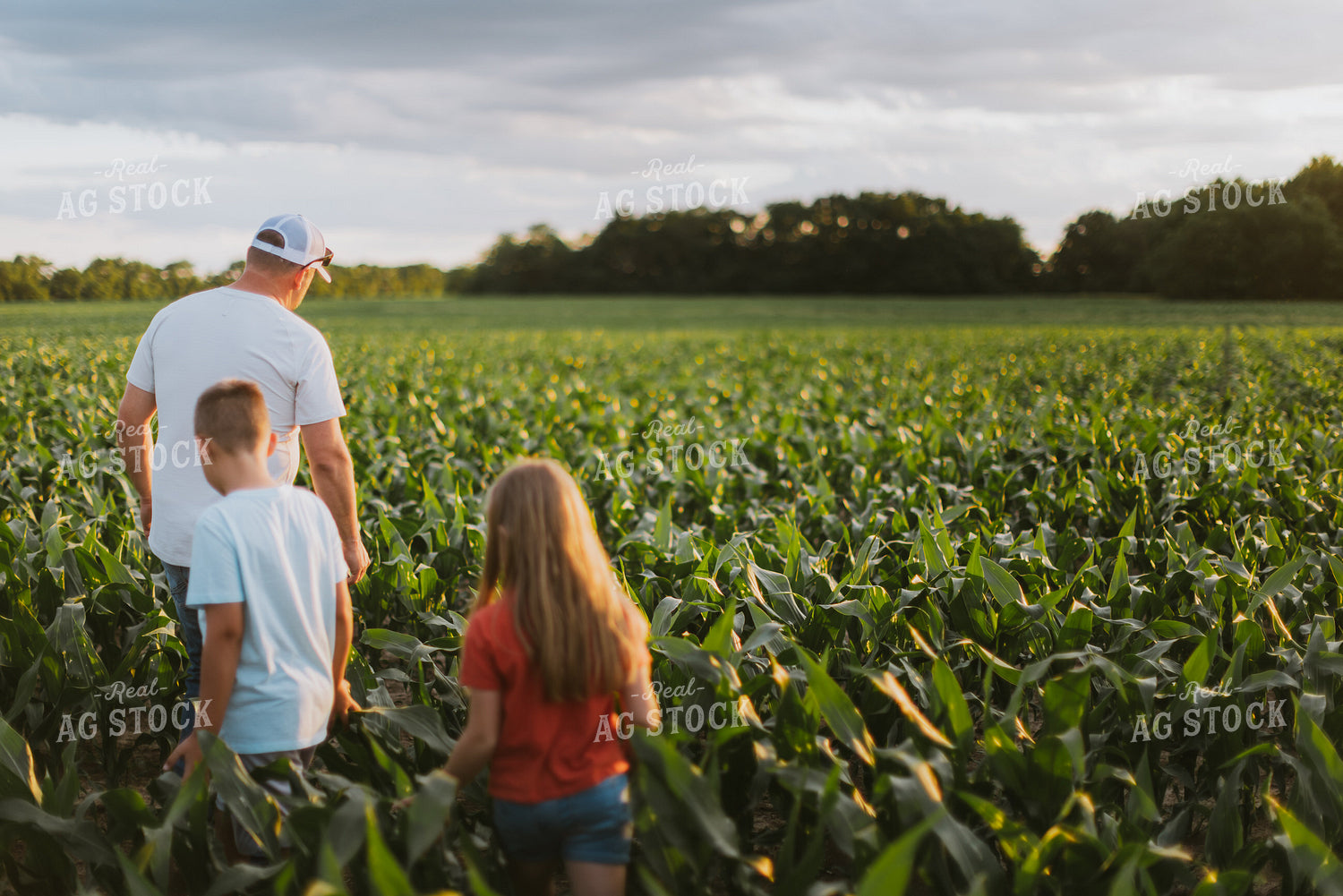 Farmer and Kids Checking Corn 8811