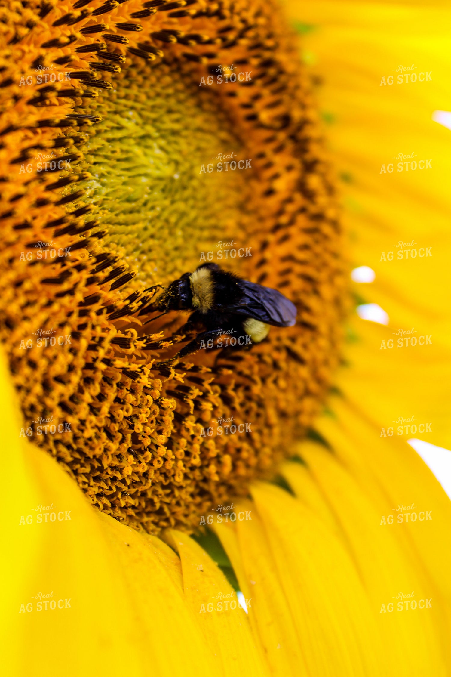 Bee on Sunflower 237016