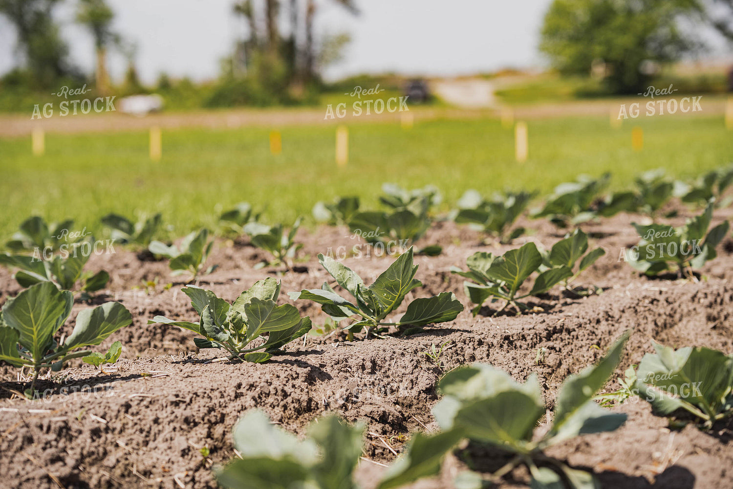 Cabbage Field 91031