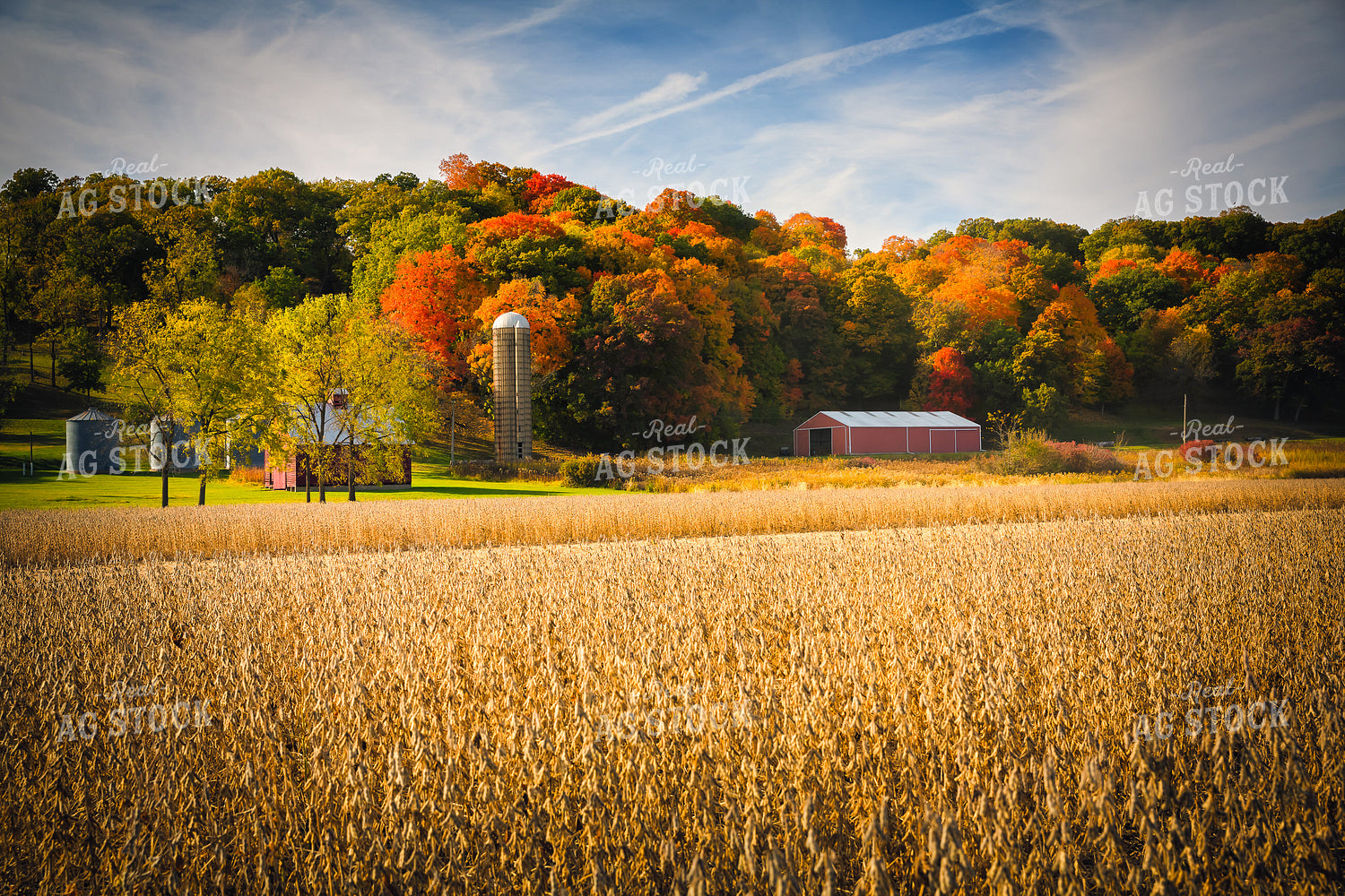 Fall Landscape with Dried Soybean Field 153023