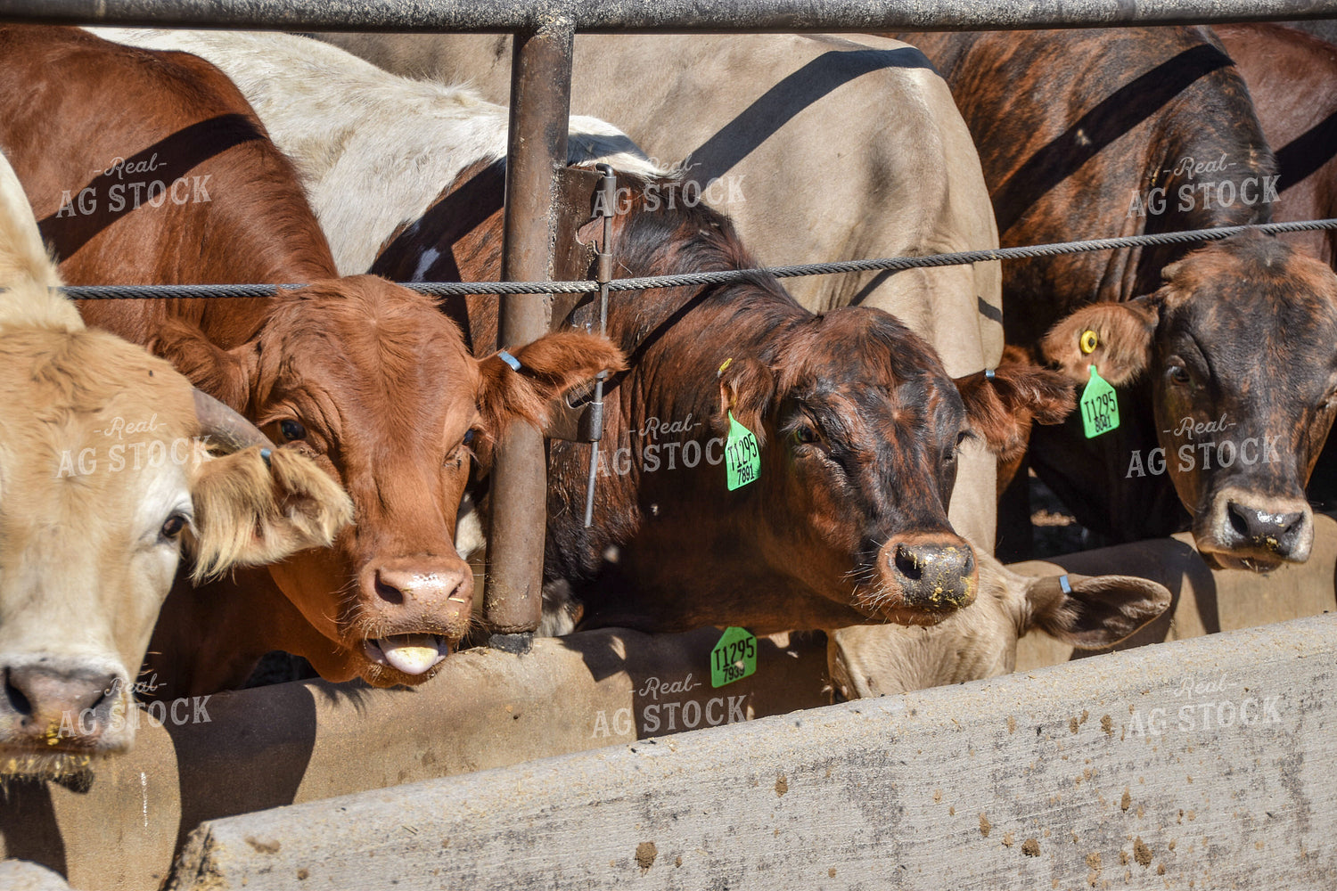 Diverse Cattle Eating From Feed Bunk in Feedlot Pen 56472