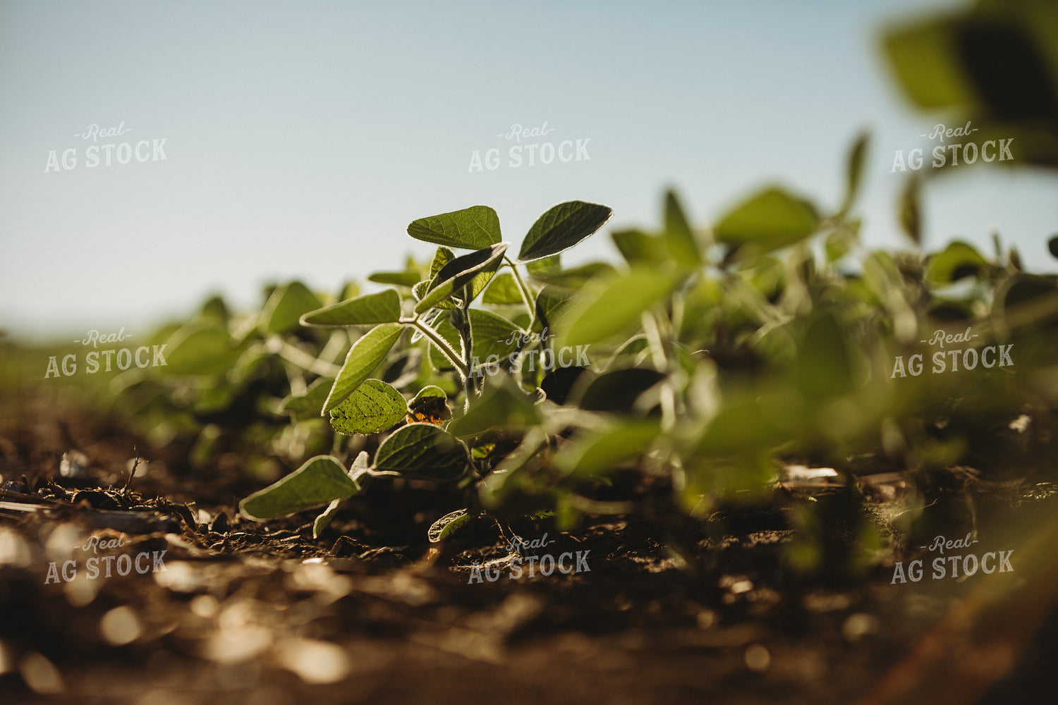 Rows of Green Soybeans 4349