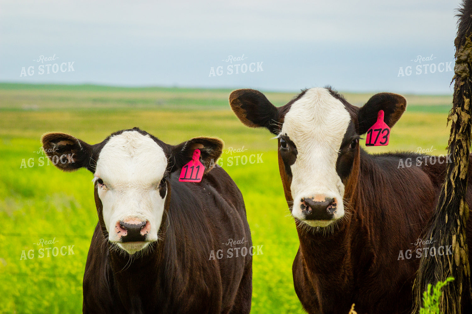 Black Baldy Calves 155259