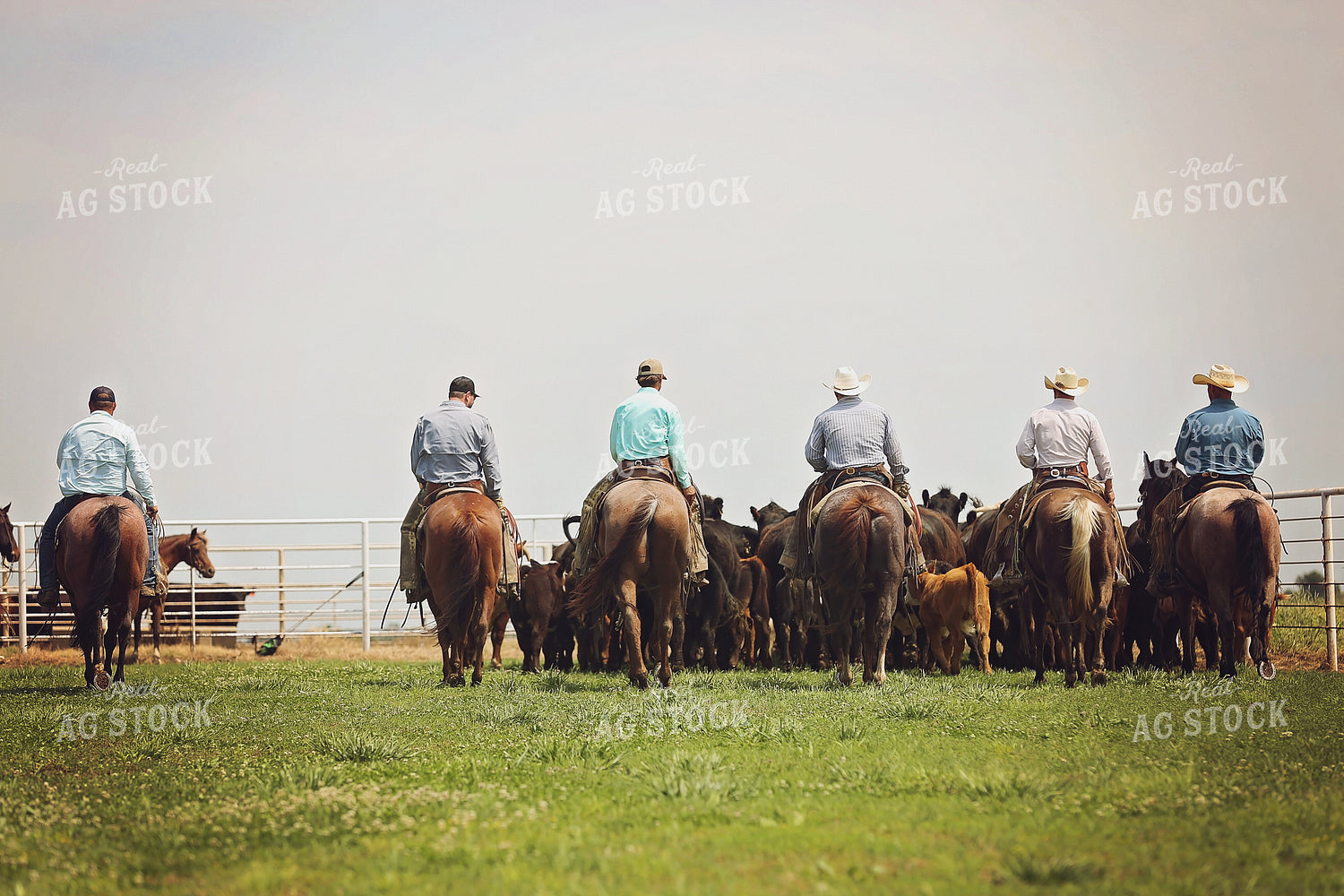 Ranchers Herding Cattle on Horseback 127047