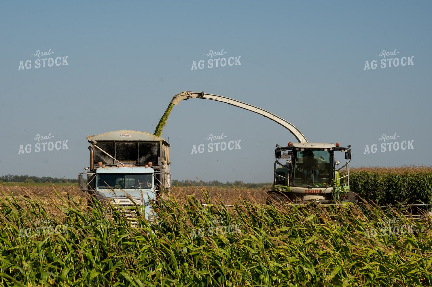 Silage Harvest 185182