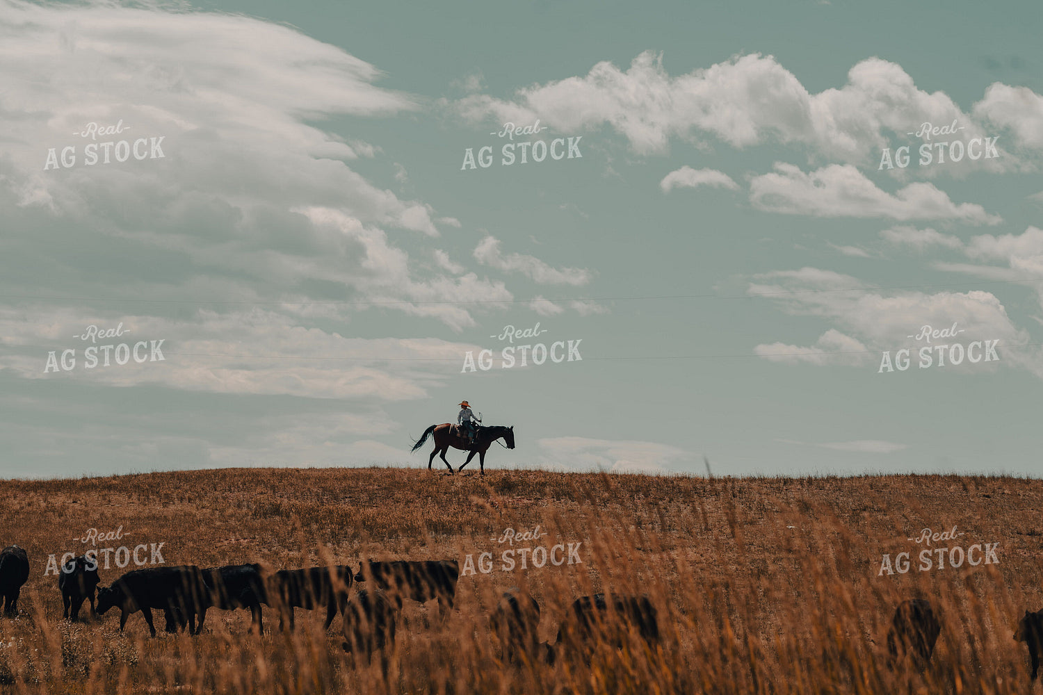 Moving Cattle on Horseback 58181