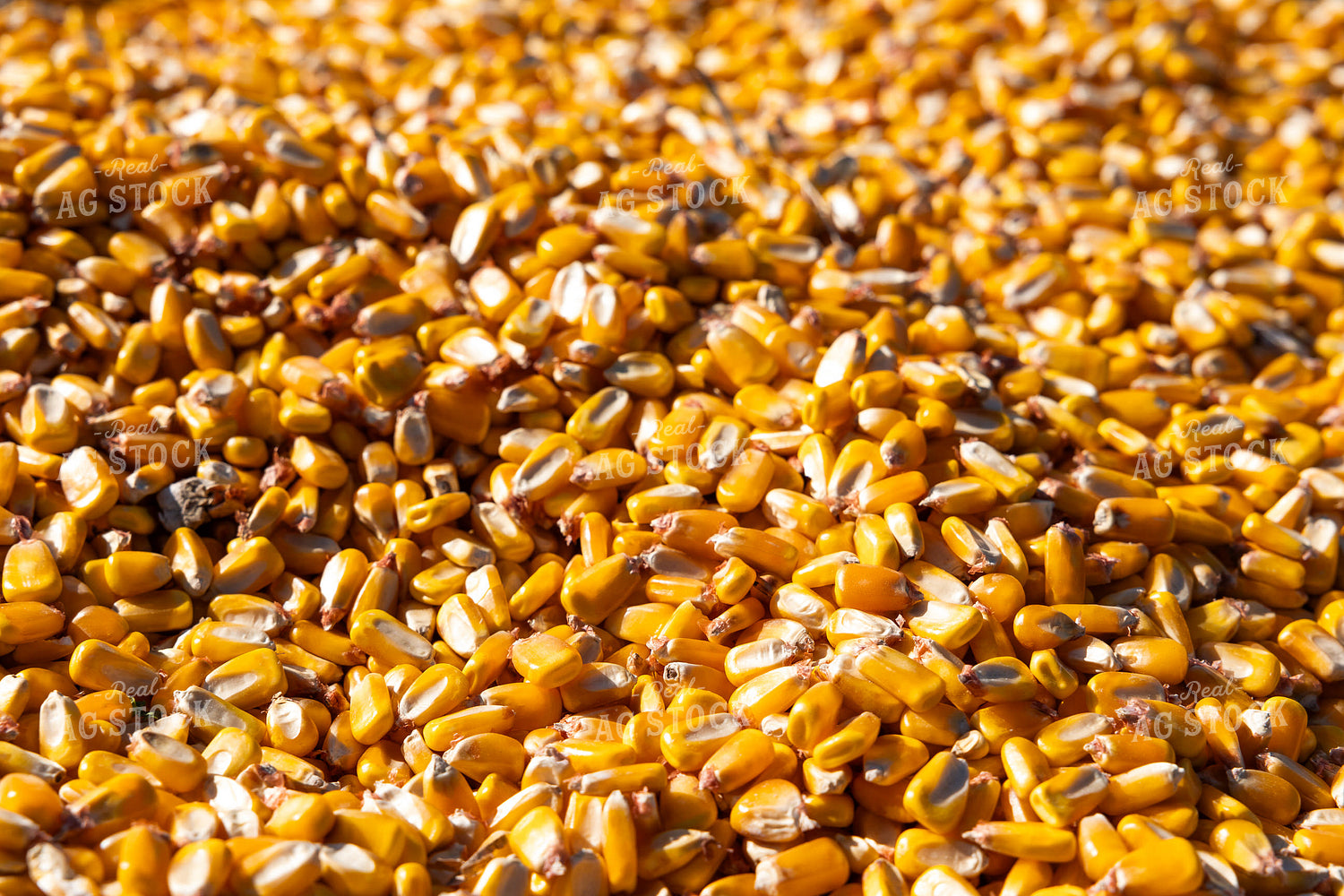 Harvested Corn 52645