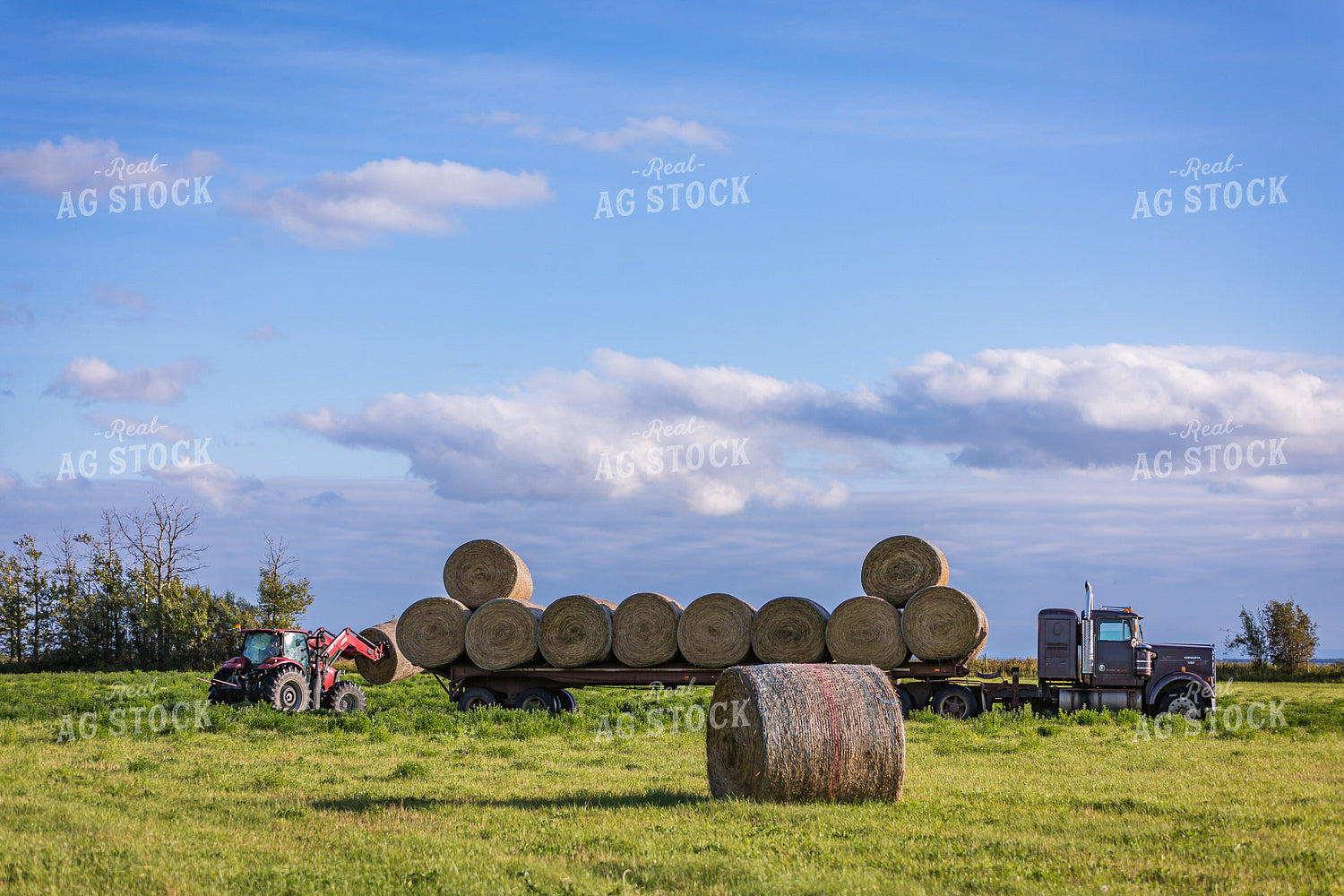 Front-End Loader Tractor Lifting Round Bales onto Trailer 138041