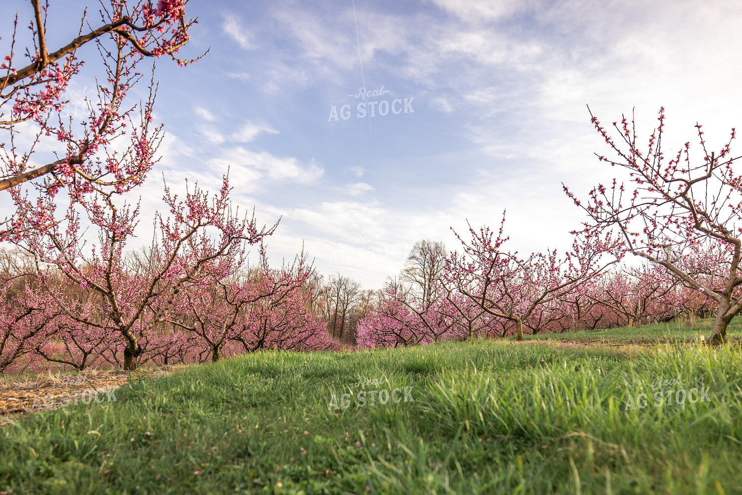 Apple Blossoms 270037