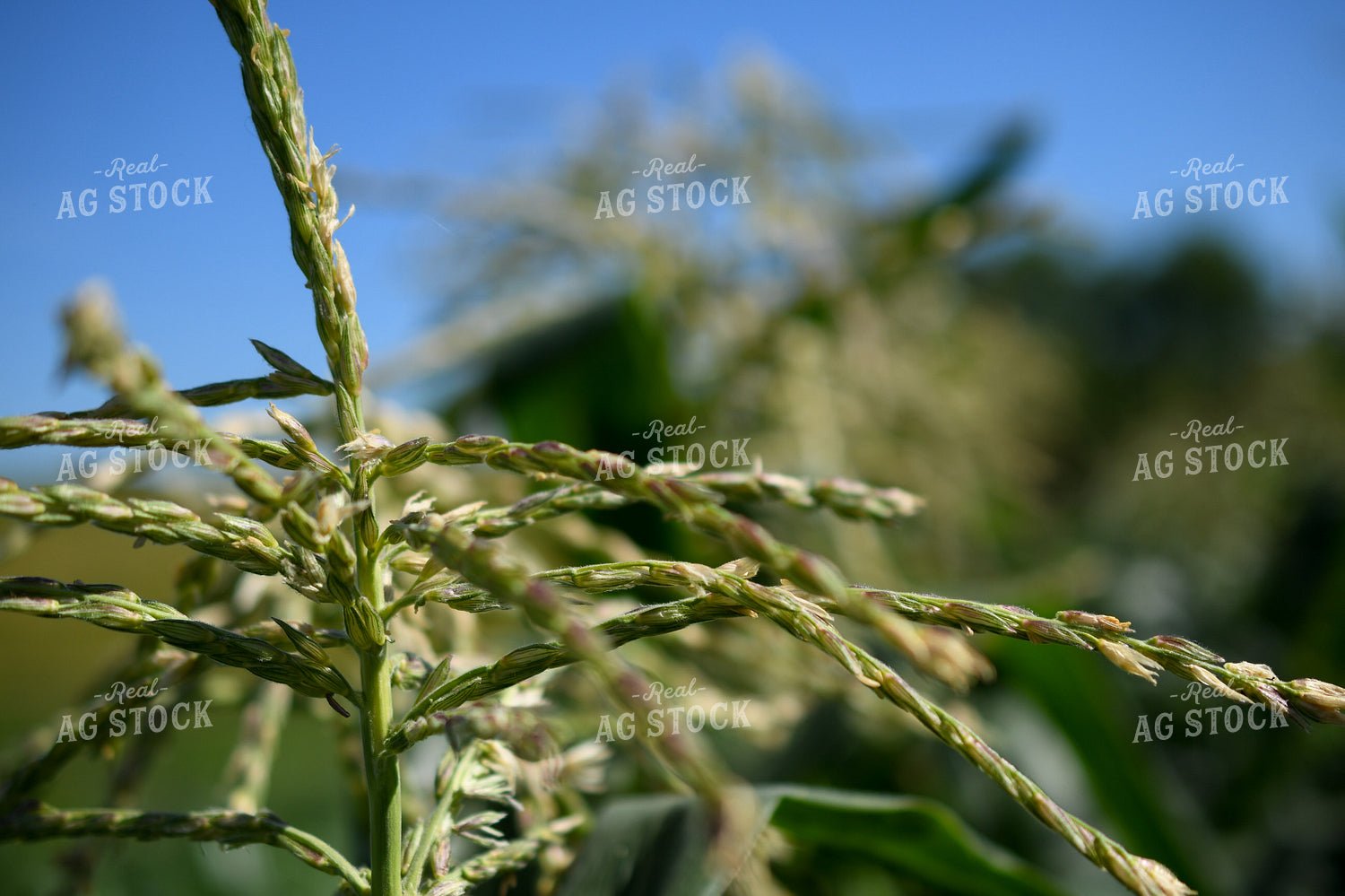 Sweet Corn Tassel 191192
