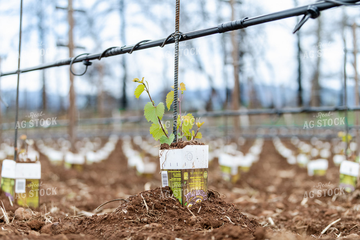 Vineyard Grape Production 107021