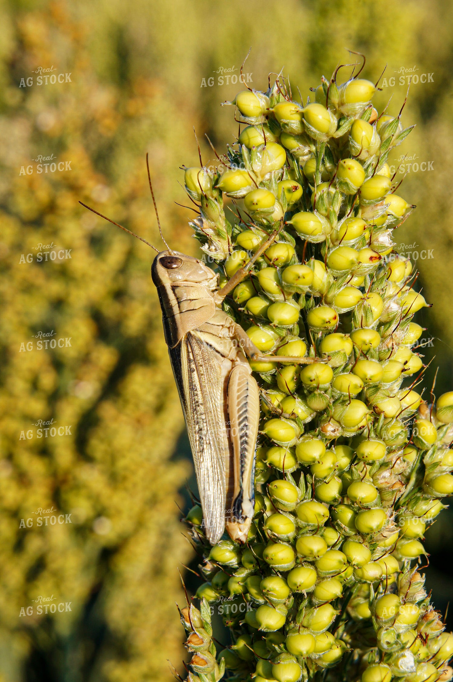 Grasshopper on Sorghum 156009