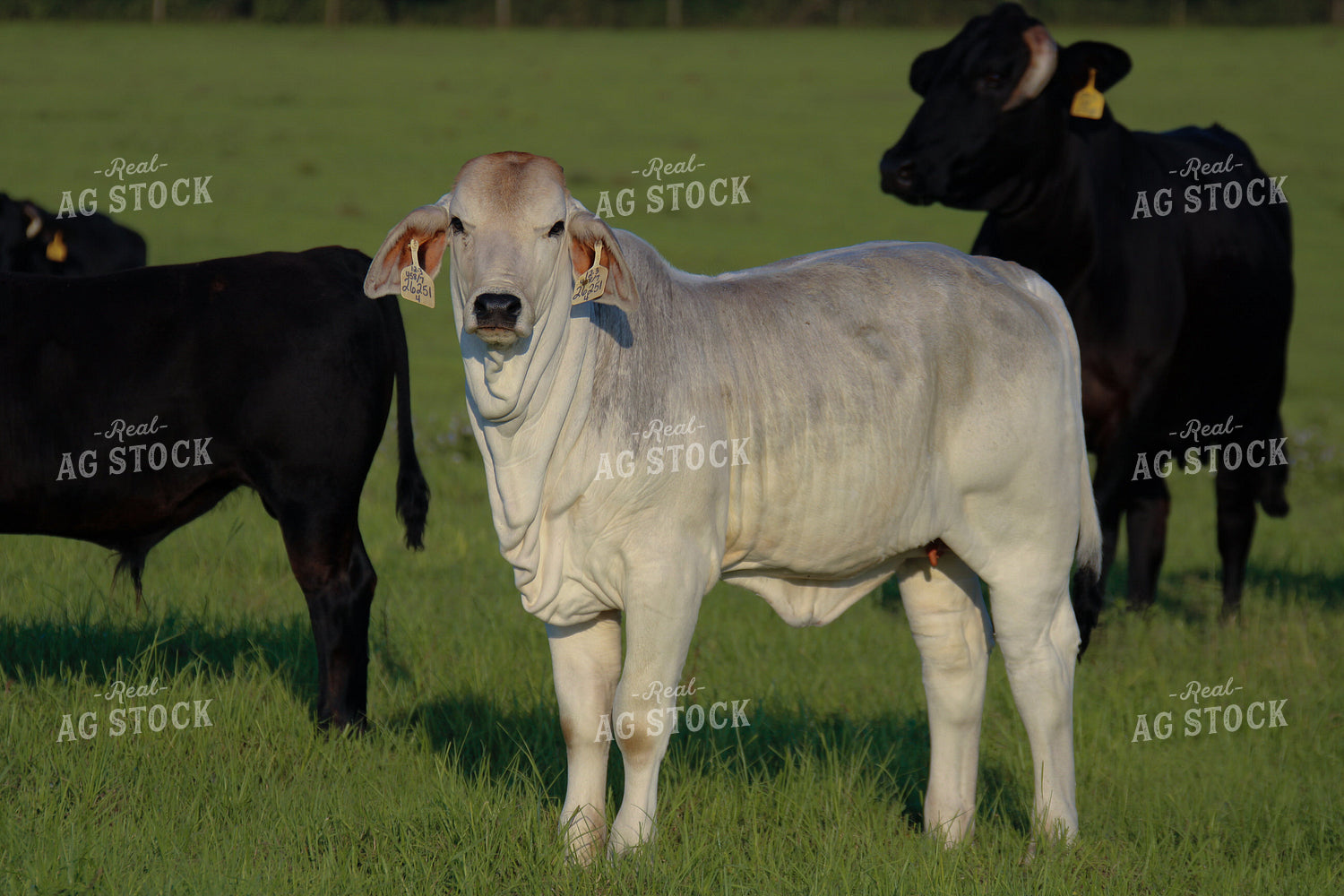 Cattle in Pasture 119003
