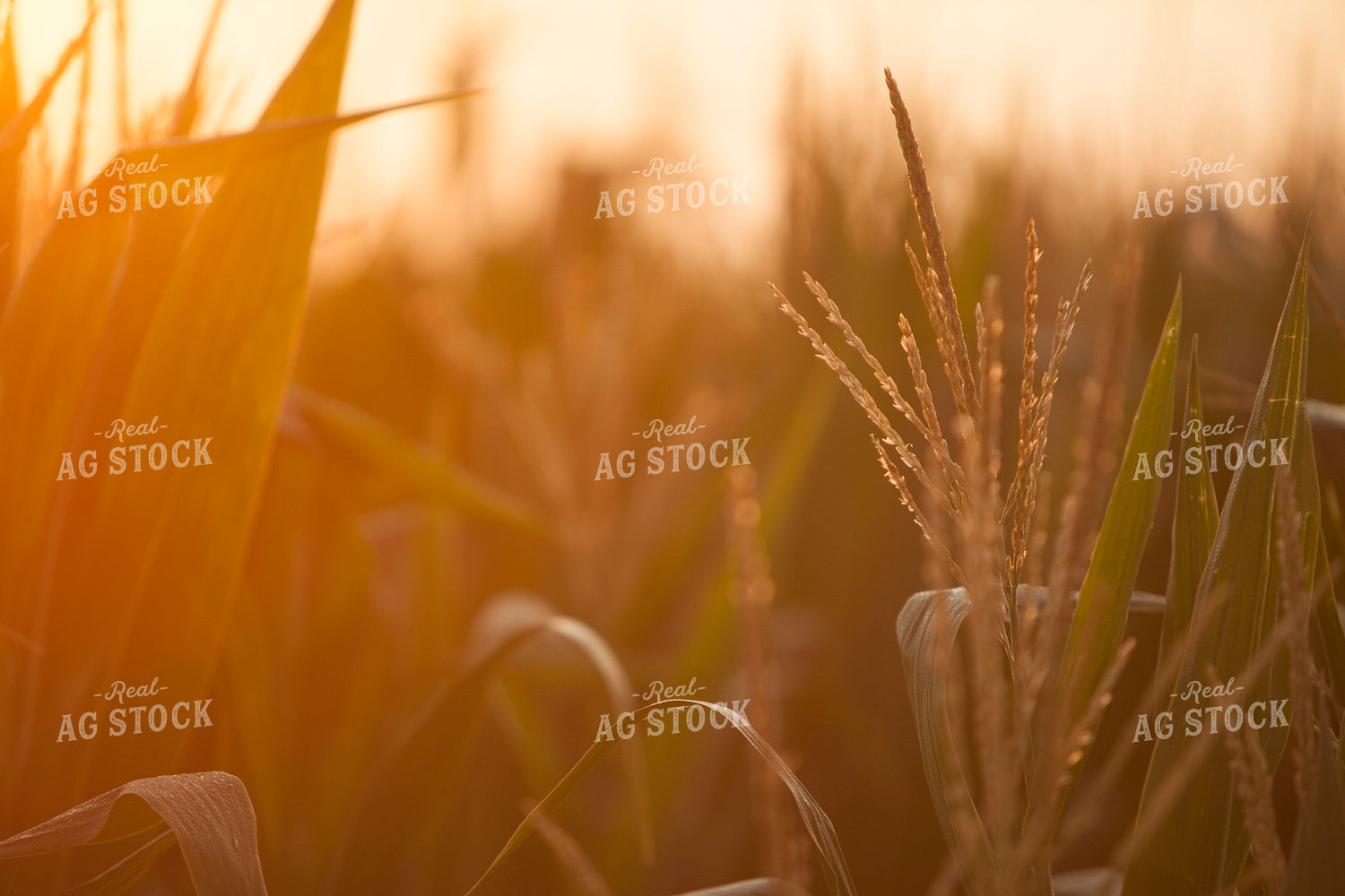 Corn - Mid-Season 1294