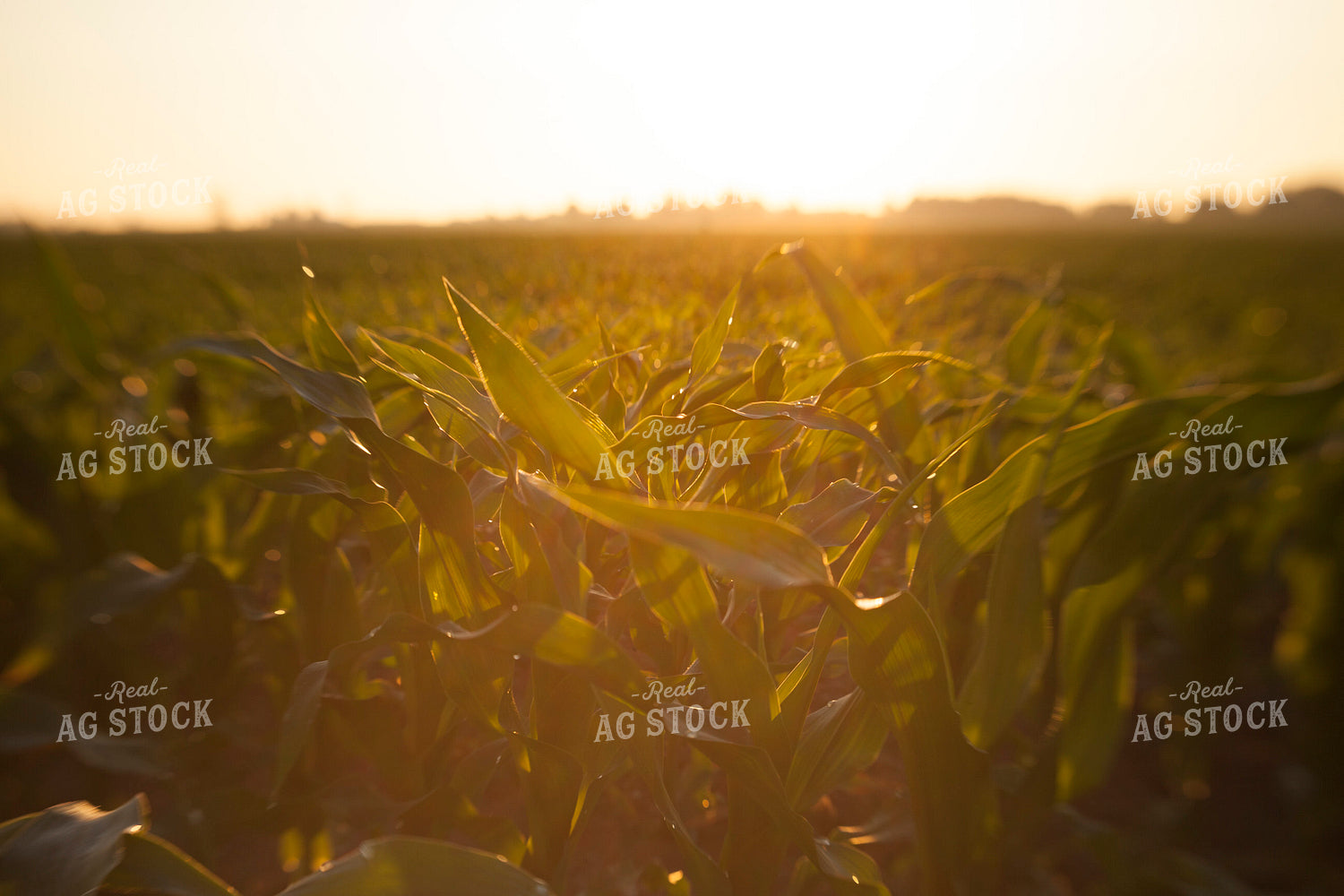 Corn - Mid-Season 1232