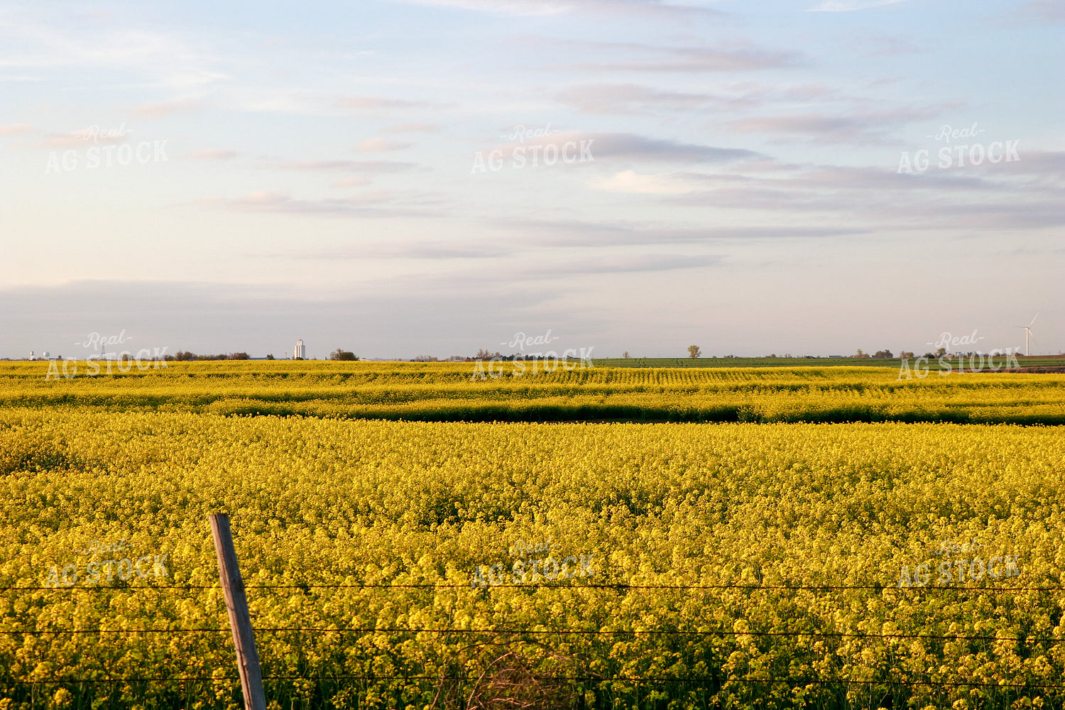 Flowering Canola Field 60002