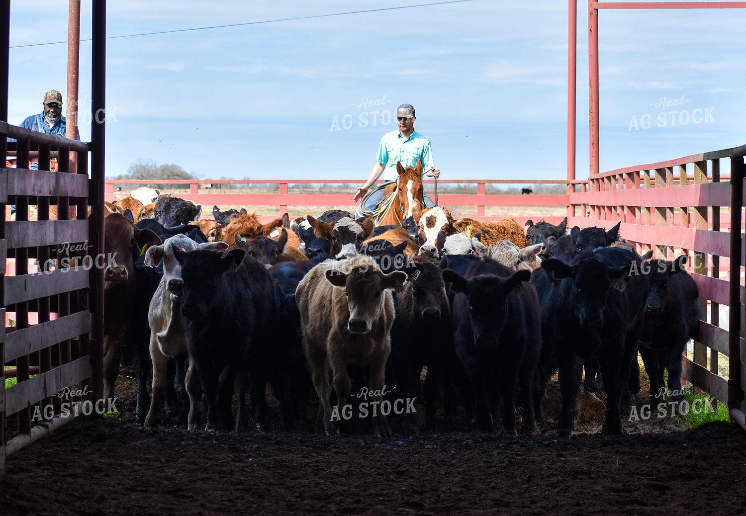 Cattleman Herding Cattle 112009