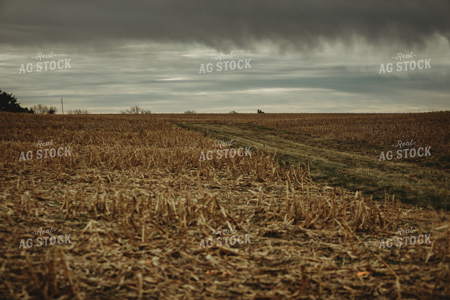 Harvested Corn Field and Storm Clouds 3653