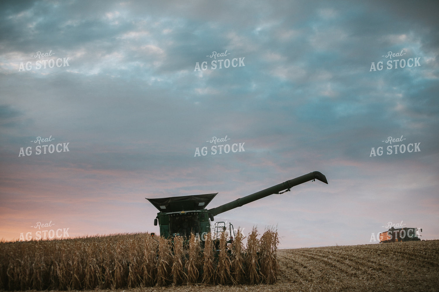 Corn Harvest 6918