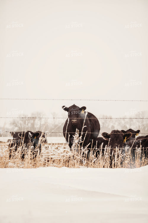 Cattle in Snowy Pasture 285044