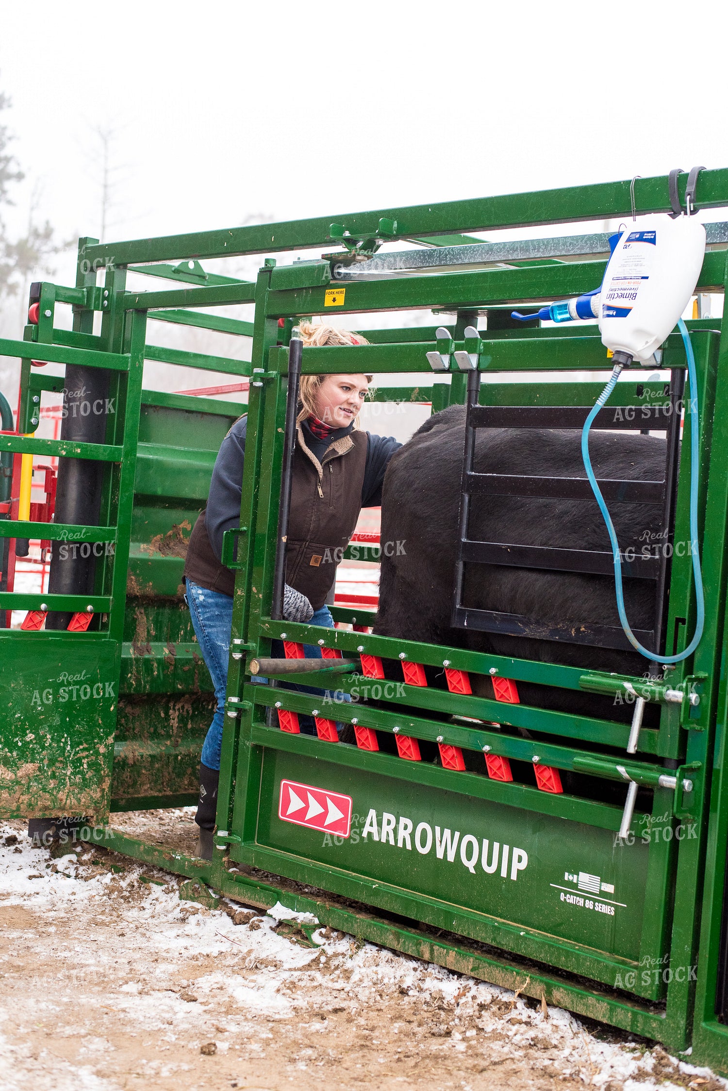 Cow in Chute Pen with Farmer 74061